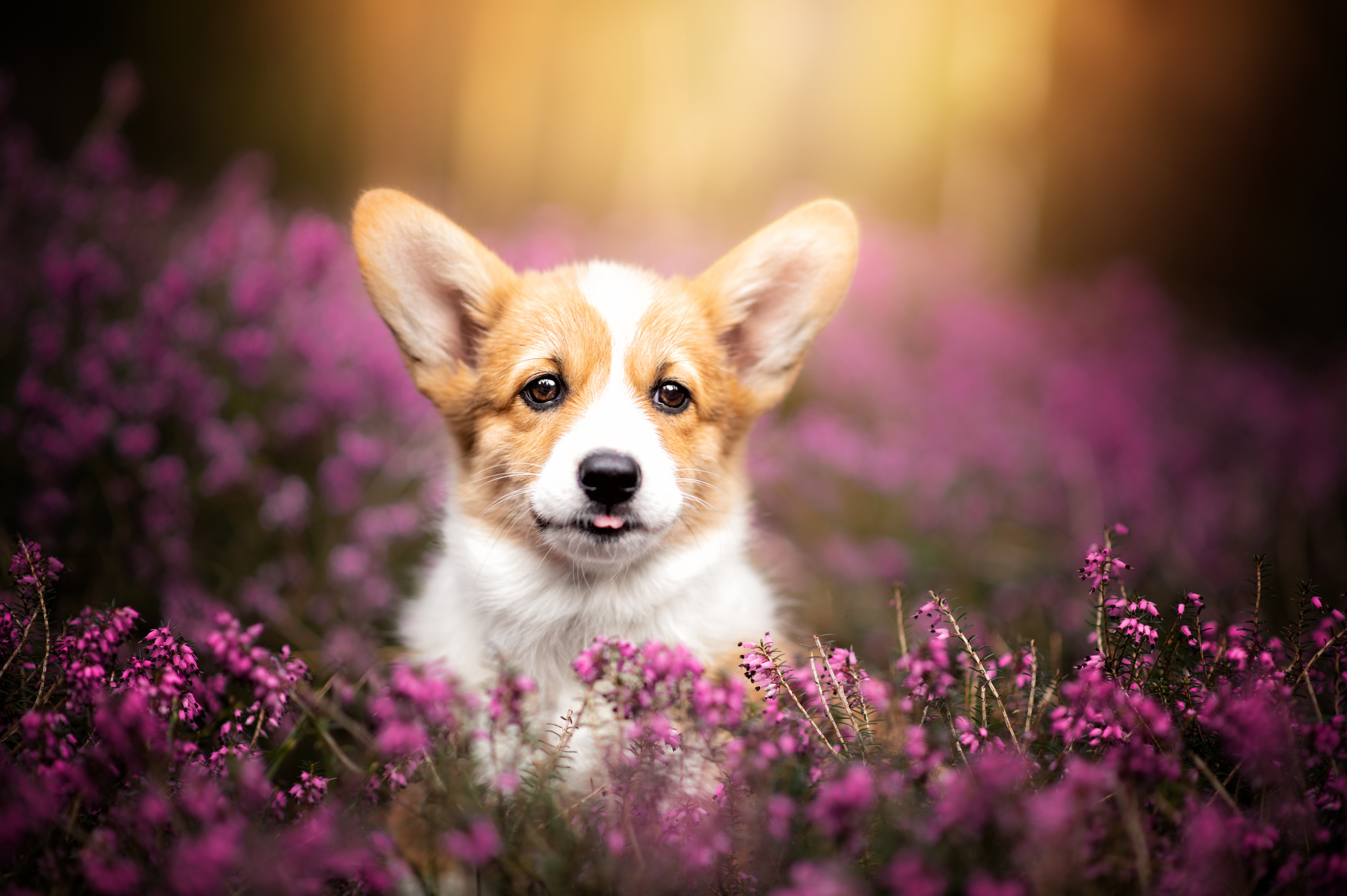 Download mobile wallpaper Dogs, Heather, Dog, Animal, Puppy, Corgi for free.