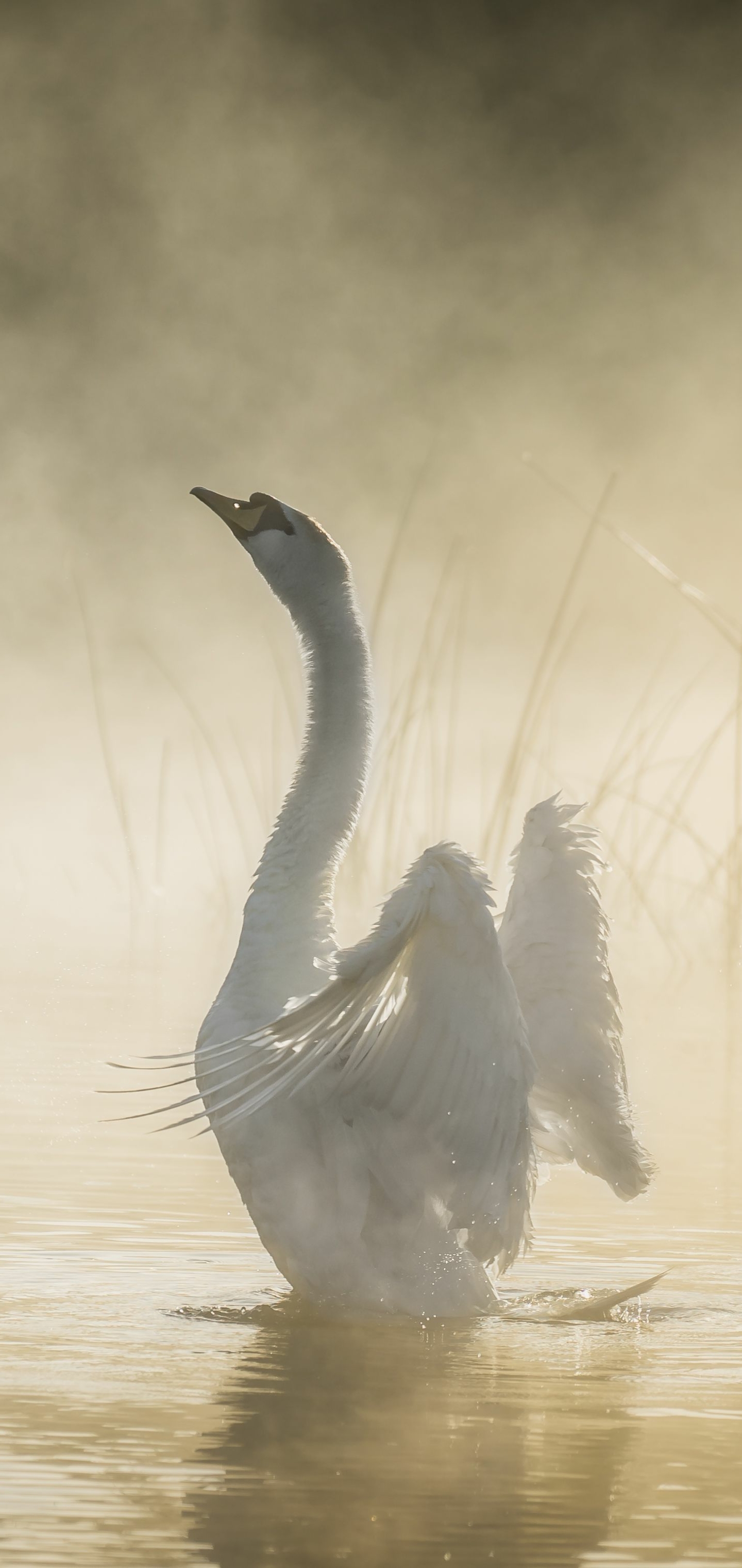 Descarga gratuita de fondo de pantalla para móvil de Animales, Pájaro, Cisne, Aves, Ave, Cisne Vulgar.