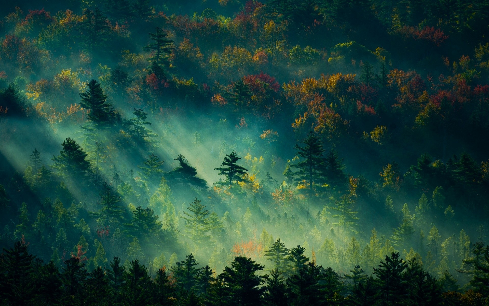 Free download wallpaper Forest, Earth on your PC desktop