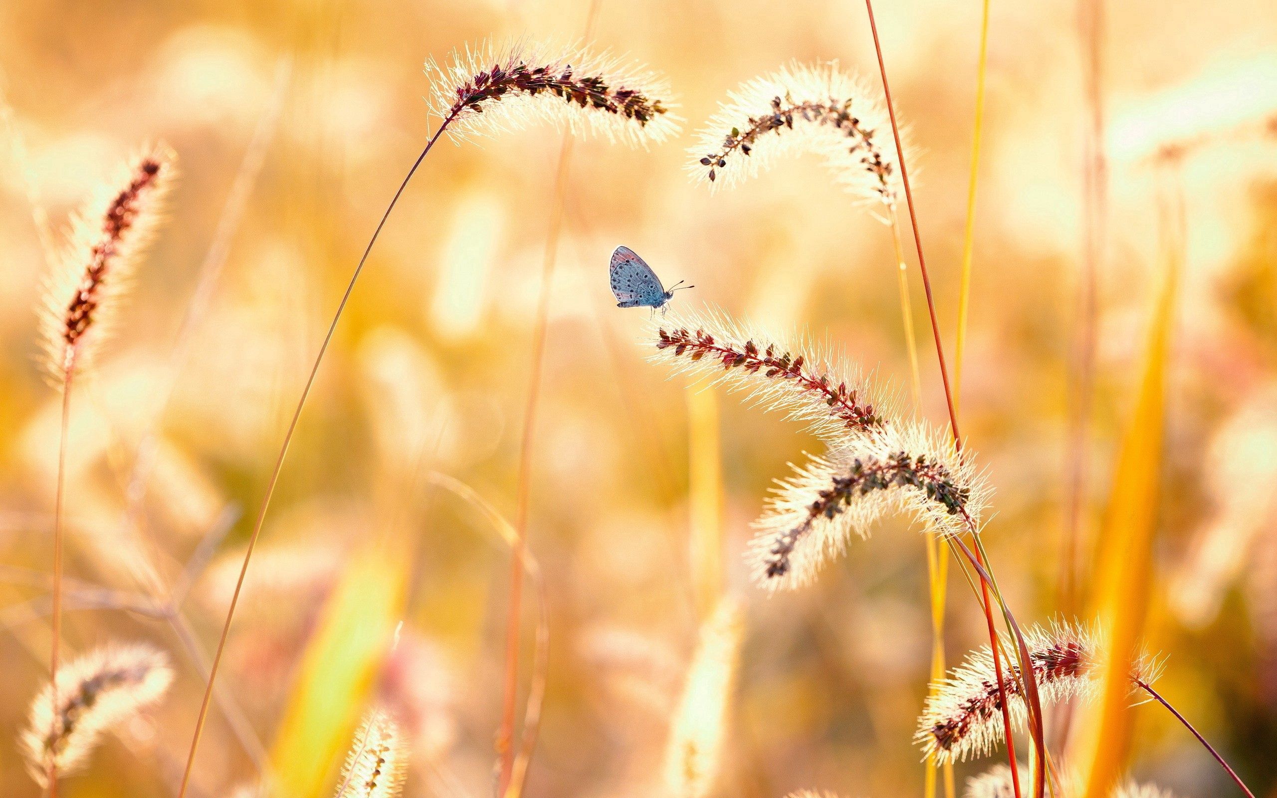 Free download wallpaper Flowers, Grass, Macro, Butterfly on your PC desktop