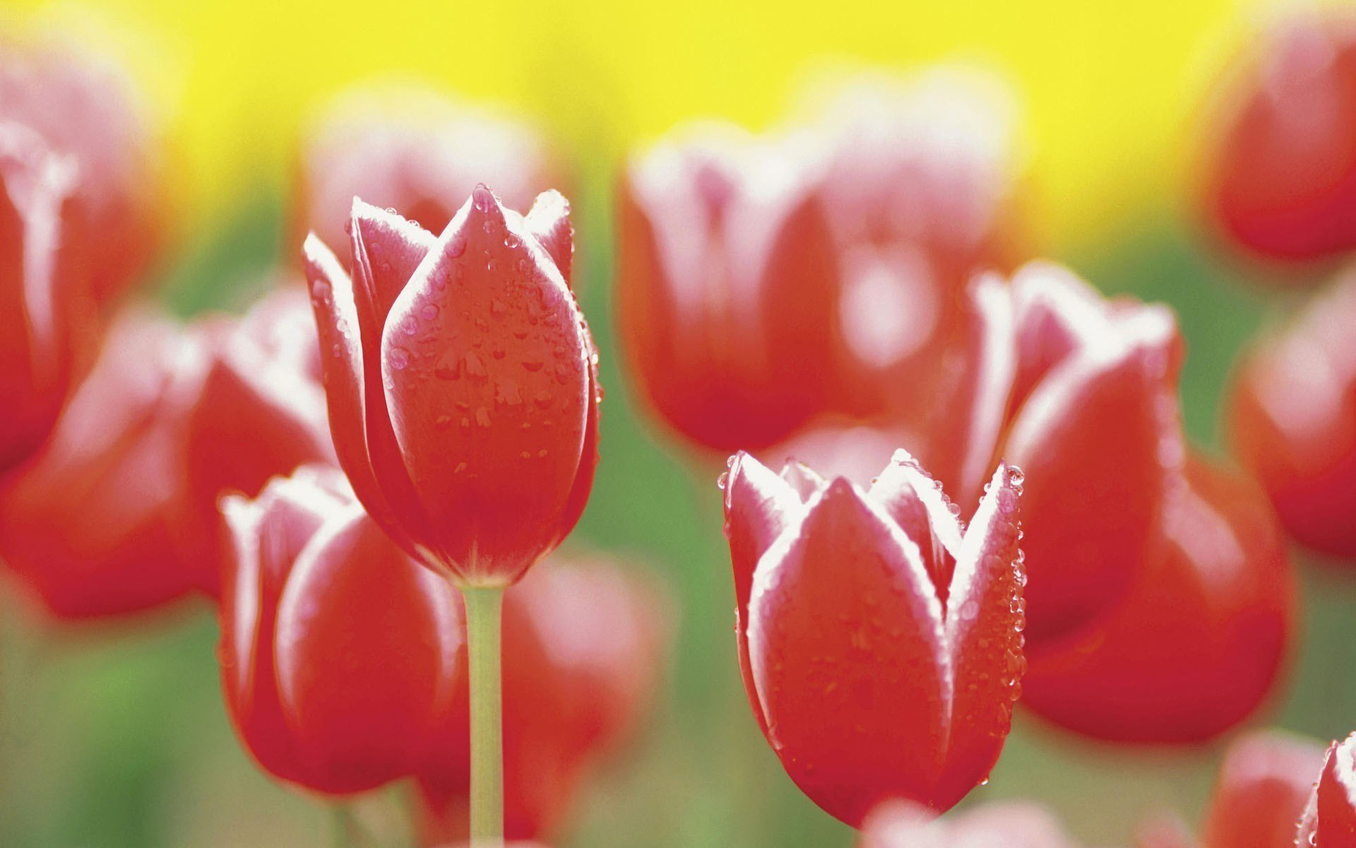 Téléchargez gratuitement l'image Fleurs, Fleur, Tulipe, Fleur Rouge, La Nature, Terre/nature sur le bureau de votre PC