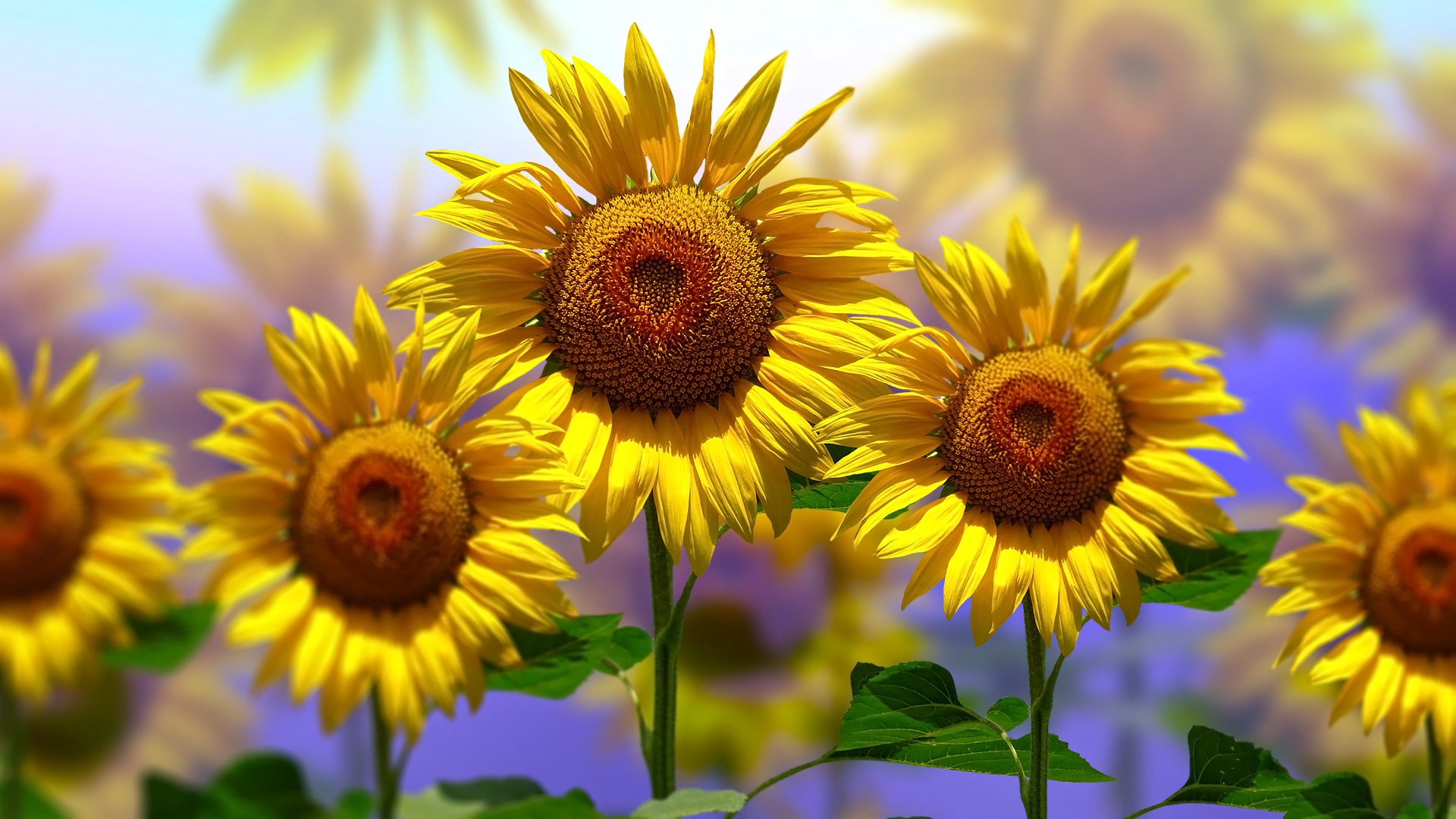 Téléchargez gratuitement l'image Fleurs, Tournesol, Fleur Jaune, Terre/nature sur le bureau de votre PC