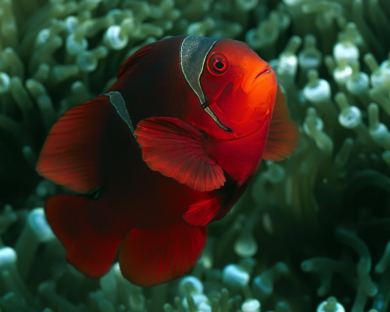 Download mobile wallpaper Animals, Clown Fish, Fishes for free.