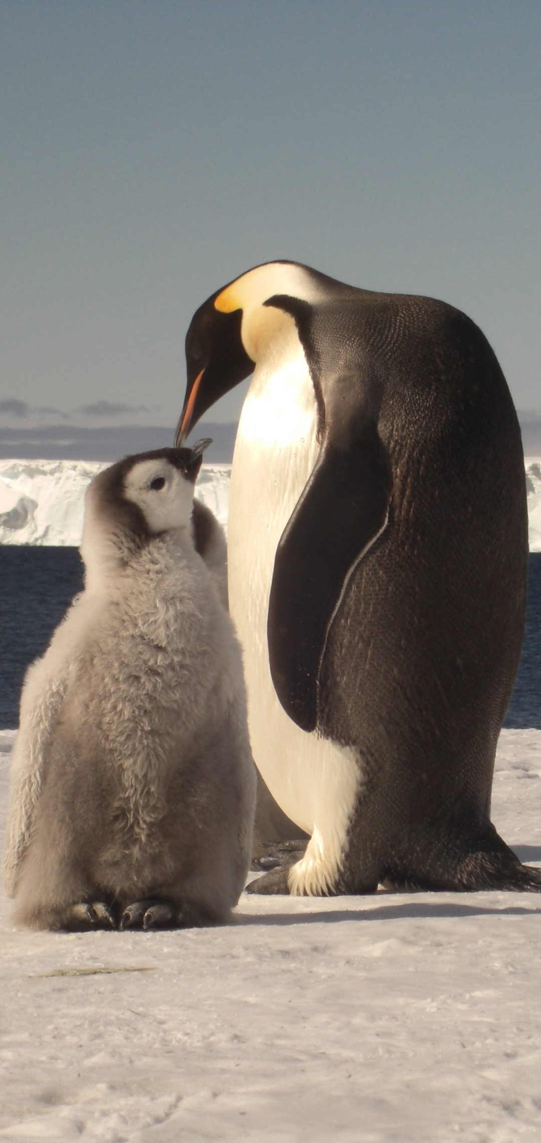 Descarga gratuita de fondo de pantalla para móvil de Animales, Aves, Pingüino Emperador.