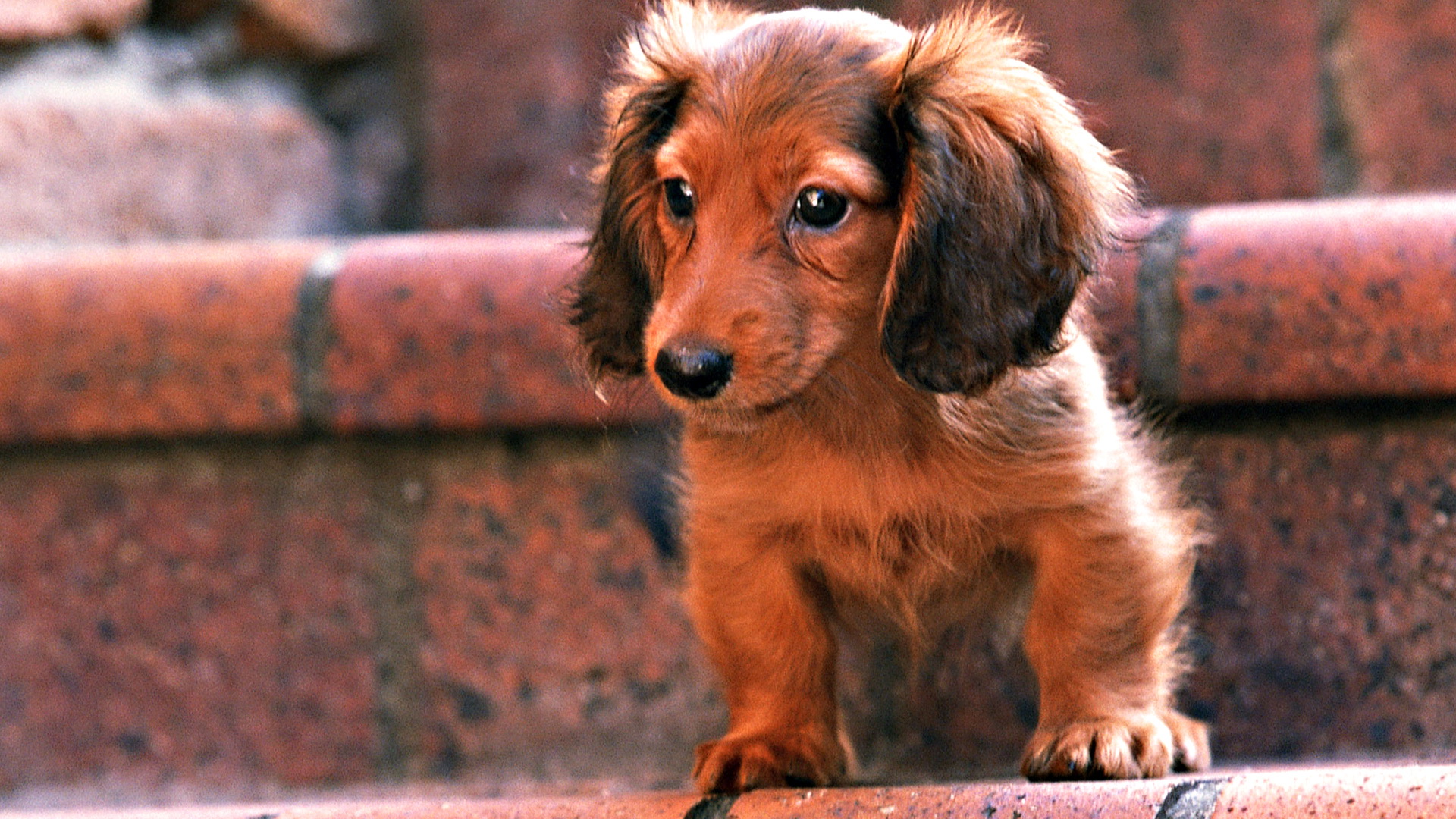 Baixe gratuitamente a imagem Animais, Cães, Cão na área de trabalho do seu PC