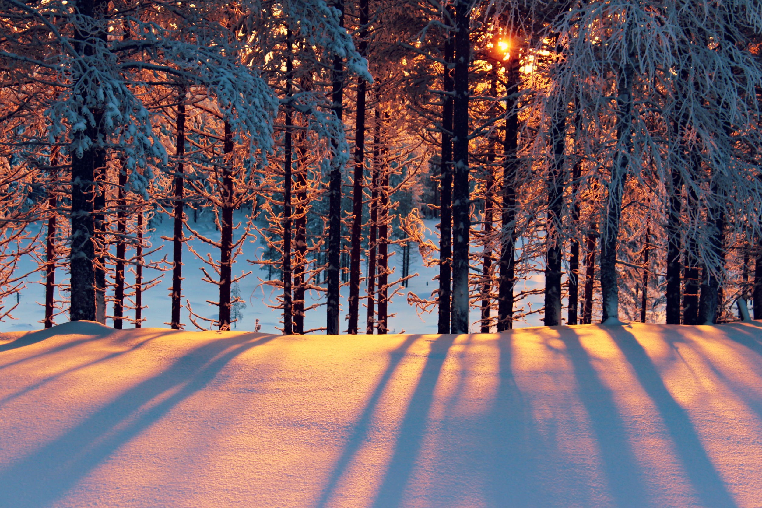 Free download wallpaper Winter, Forest, Tree, Earth, Sunbeam on your PC desktop