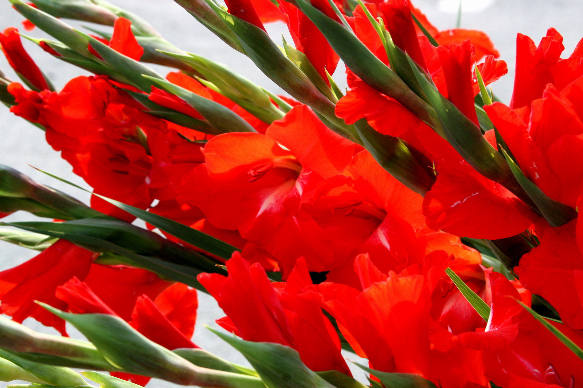 259675 descargar imagen tierra/naturaleza, gladiolo, flor, flor roja, flores: fondos de pantalla y protectores de pantalla gratis