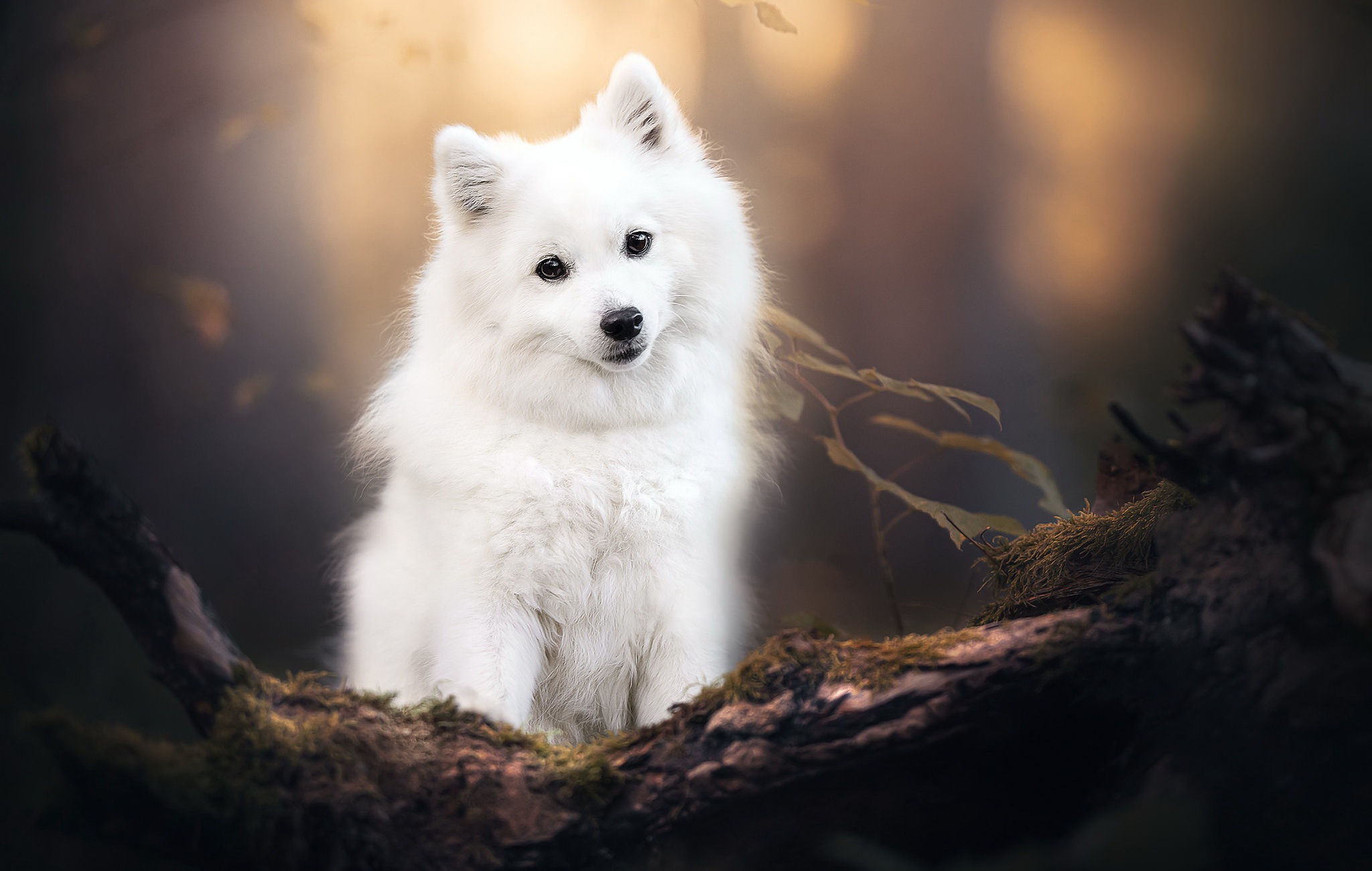 Download mobile wallpaper Dogs, Dog, Animal, Spitz for free.