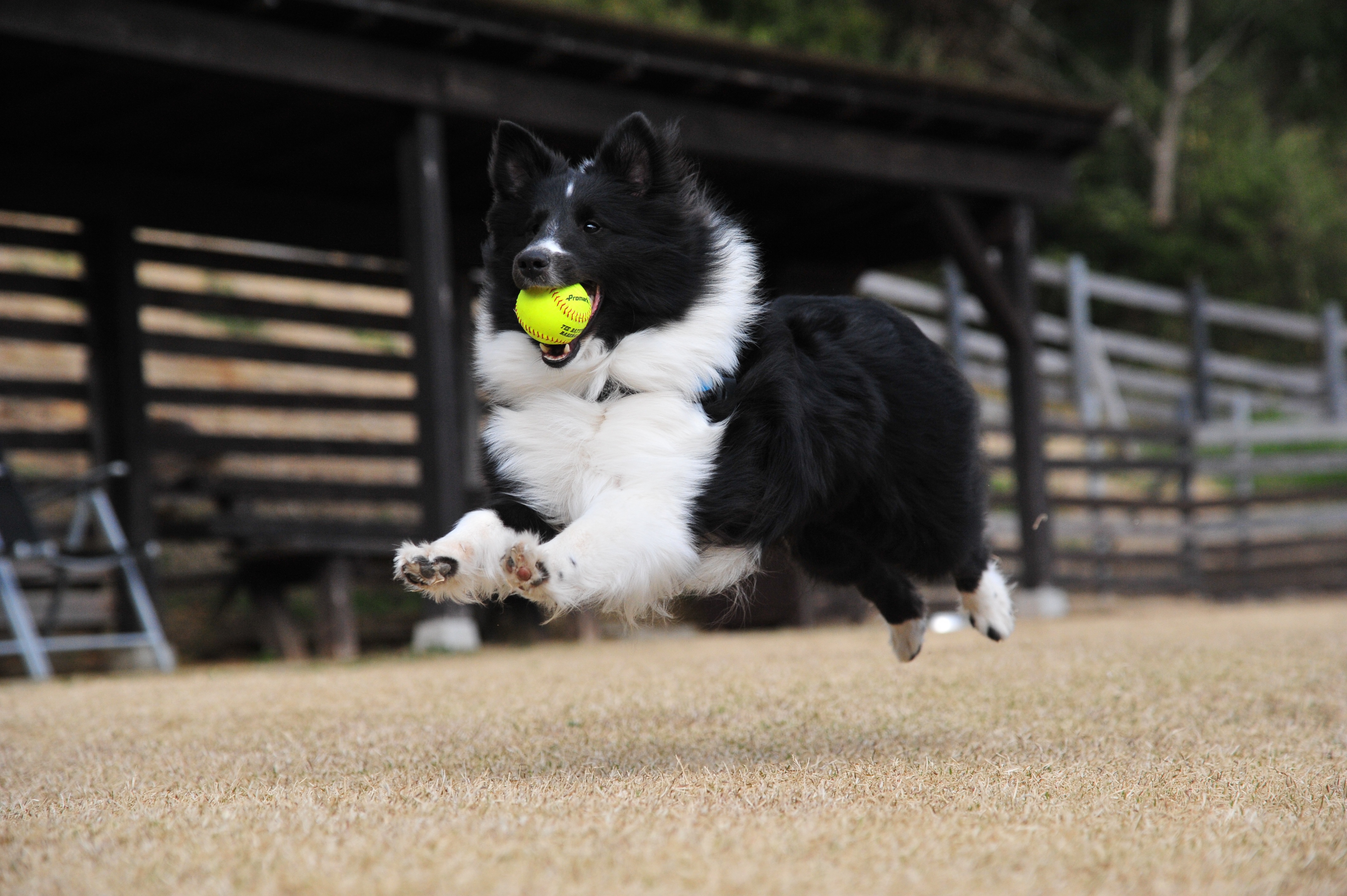 animals, dog, ball, playful, bounce, jump