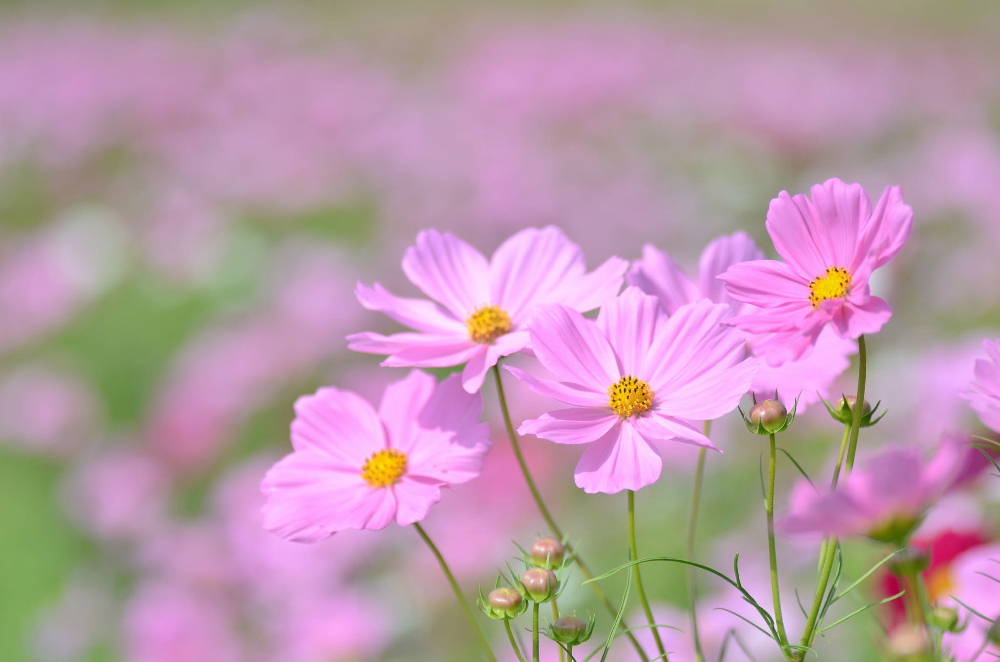 Free download wallpaper Nature, Flowers, Flower, Blur, Close Up, Earth, Pink Flower on your PC desktop