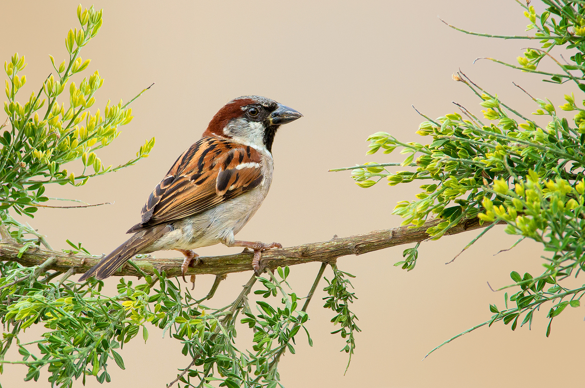 animal, sparrow, bird, branch, birds