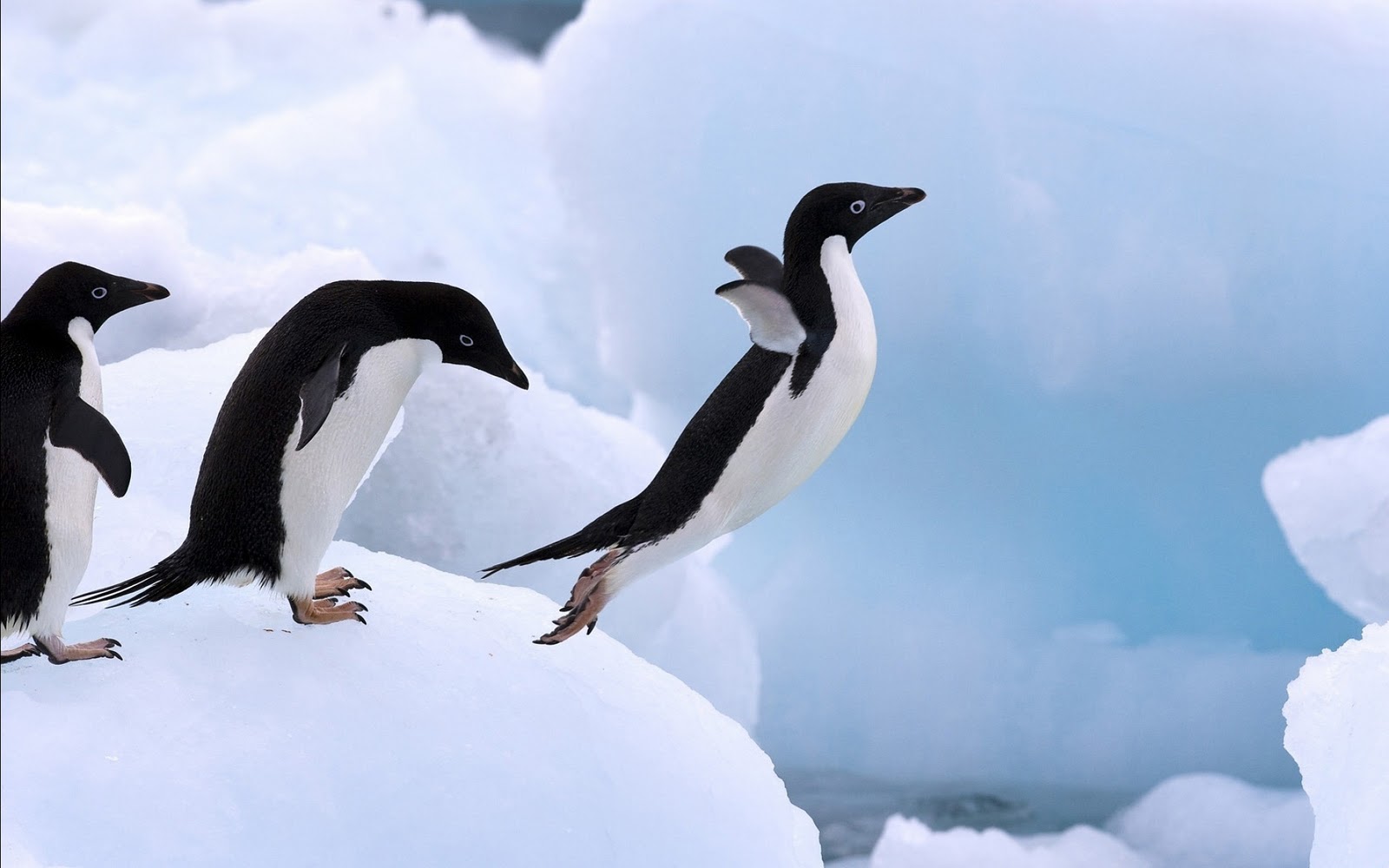 Baixar papel de parede para celular de Animais, Aves, Pinguim, Pinguim De Adélia gratuito.