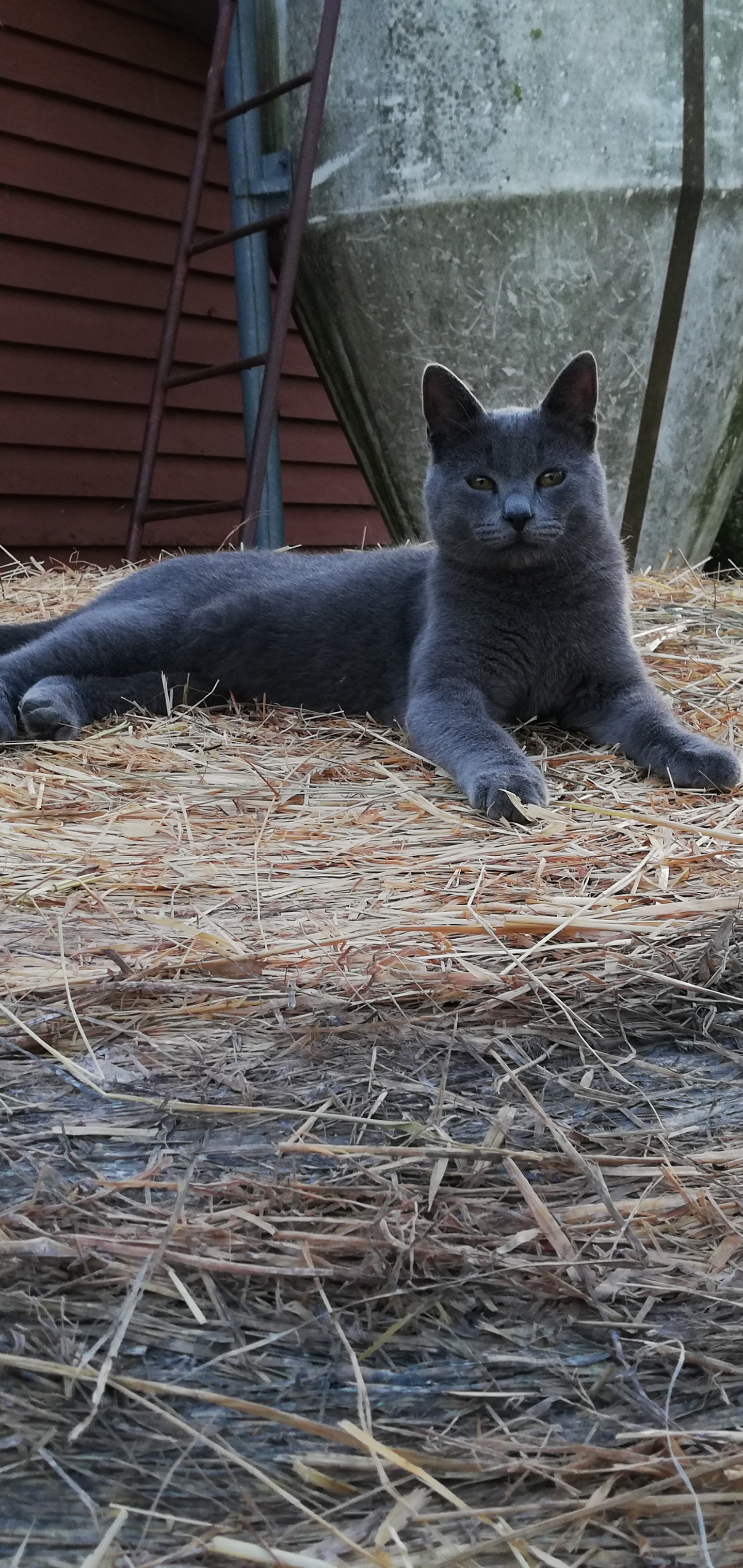 Handy-Wallpaper Tiere, Katzen, Katze kostenlos herunterladen.