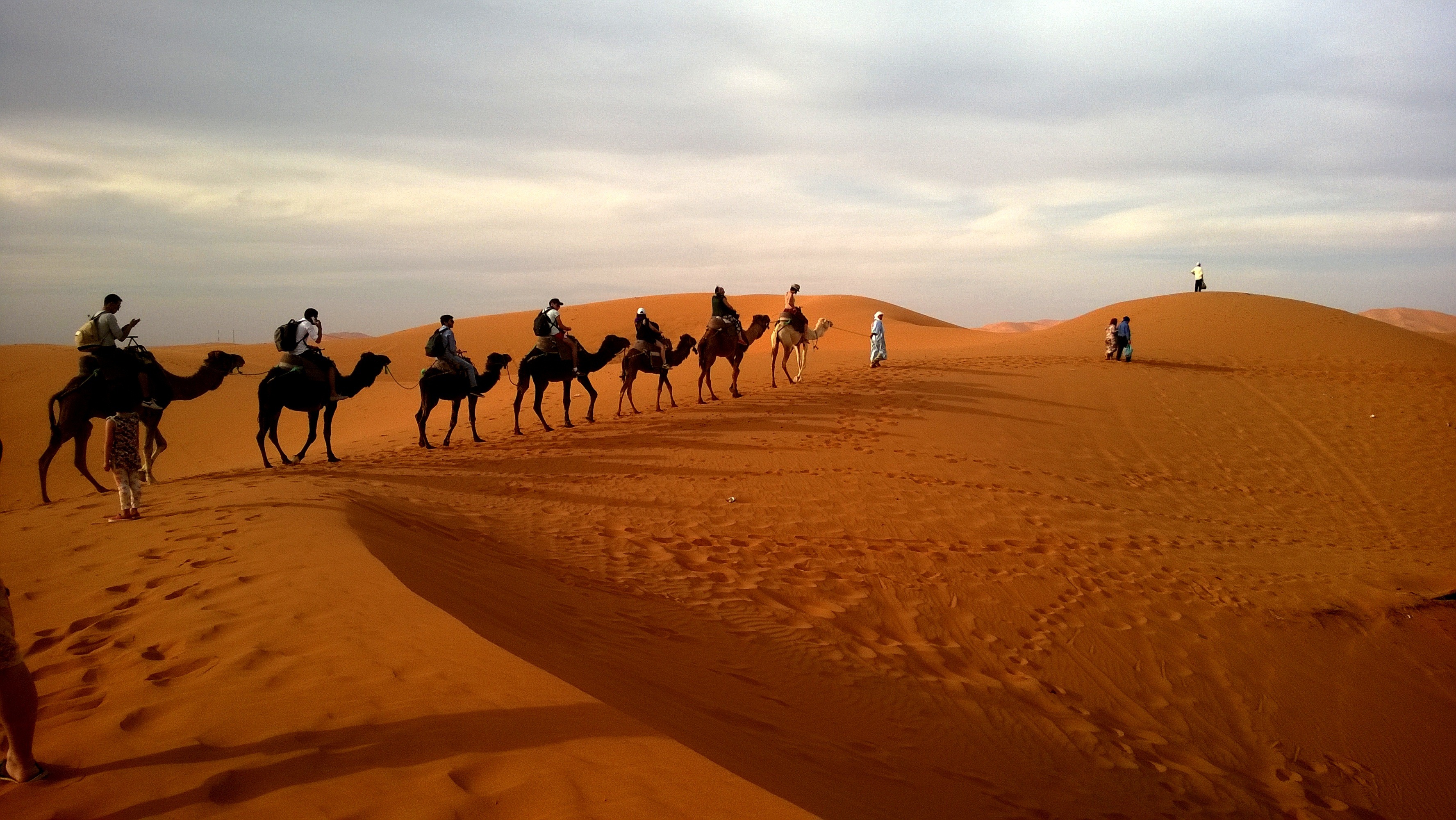 130588 завантажити шпалери тварини, пустеля, верблюди, сафарі, дюна, караван - заставки і картинки безкоштовно