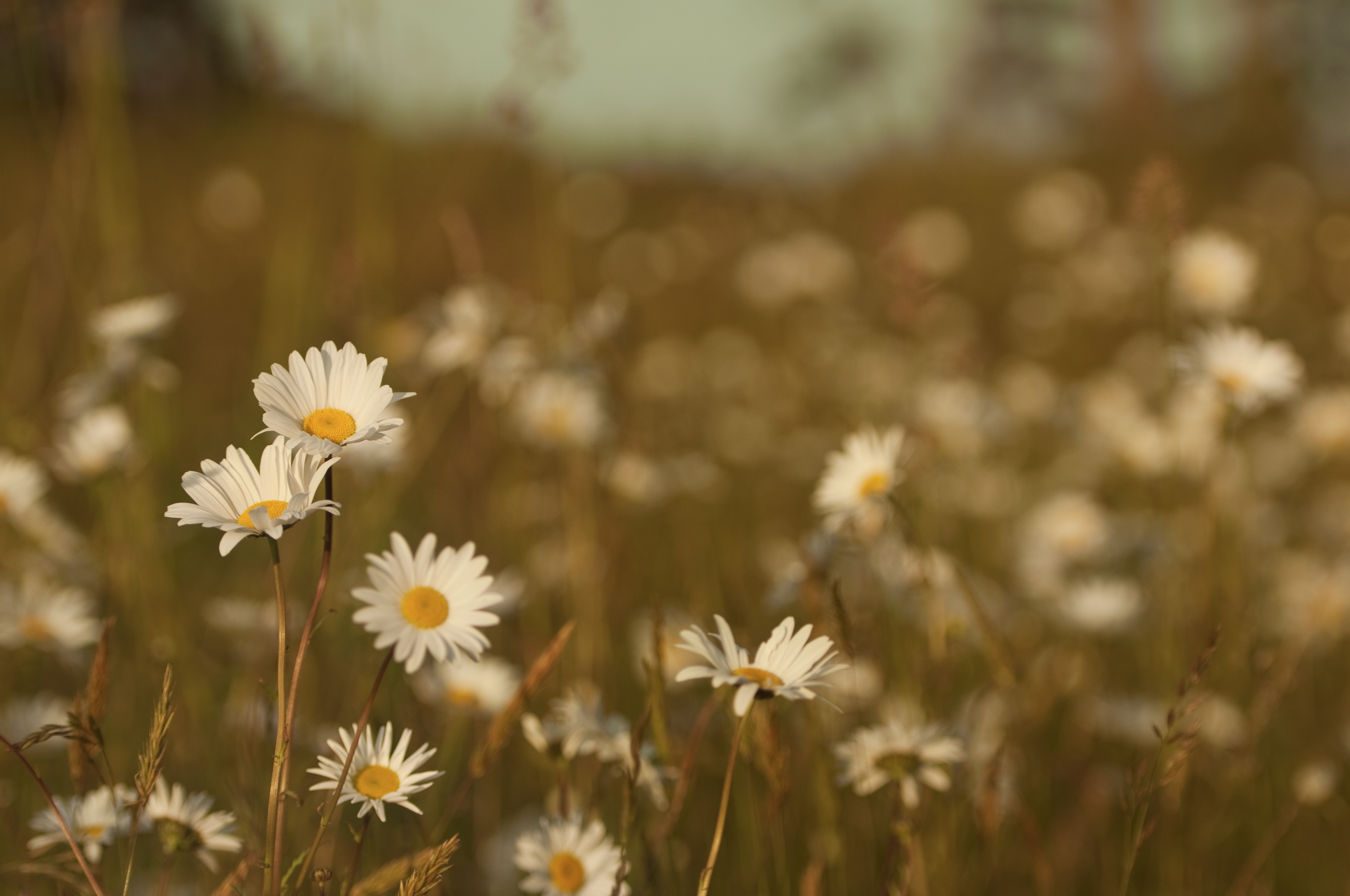 flowers, grass, summer, camomile, macro, field, color, meadow, heat, warmth