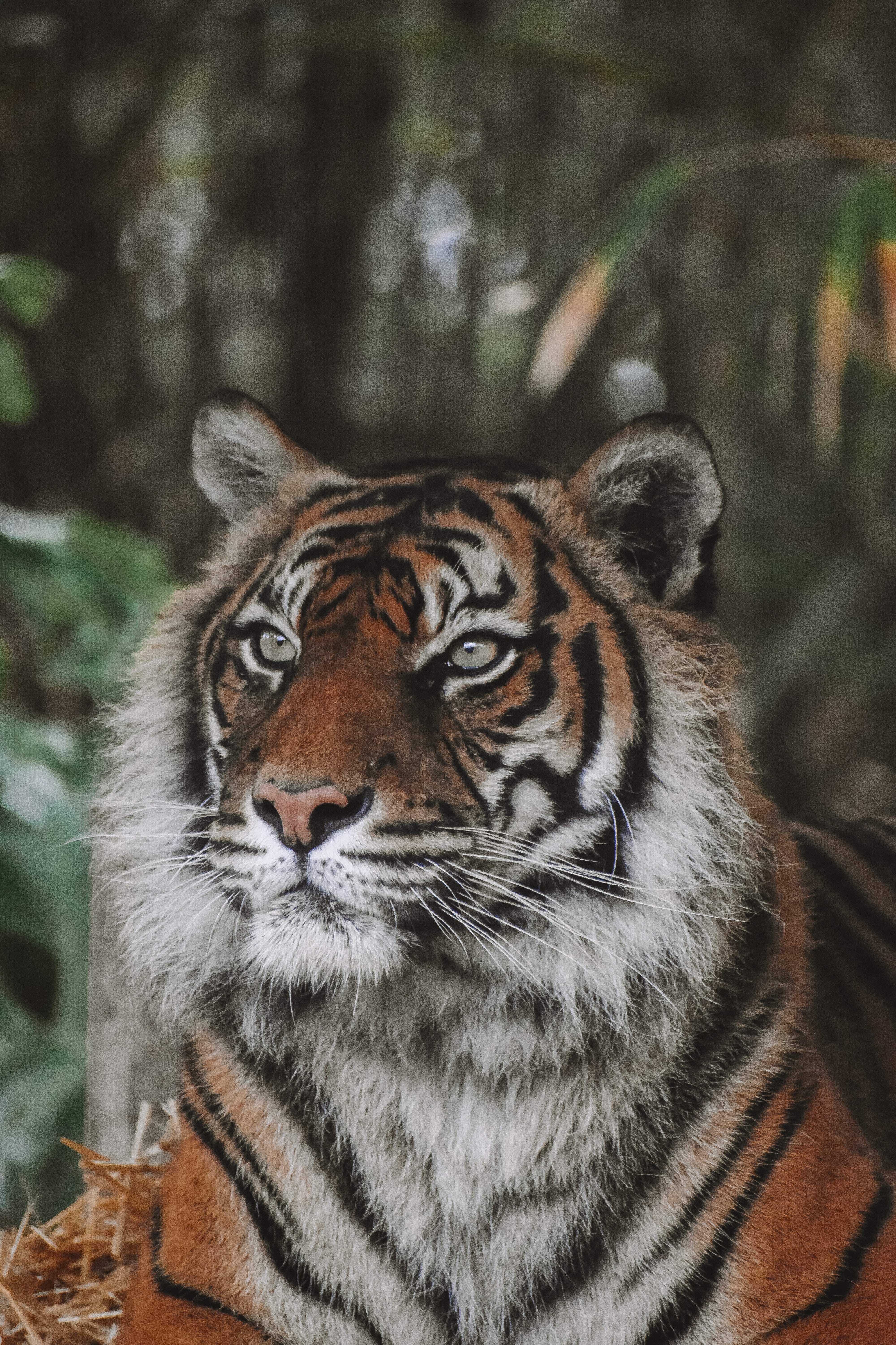 118837 baixar papel de parede animais, predator, predador, gato grande, animais selvagens, vida selvagem, tigre, animal - protetores de tela e imagens gratuitamente