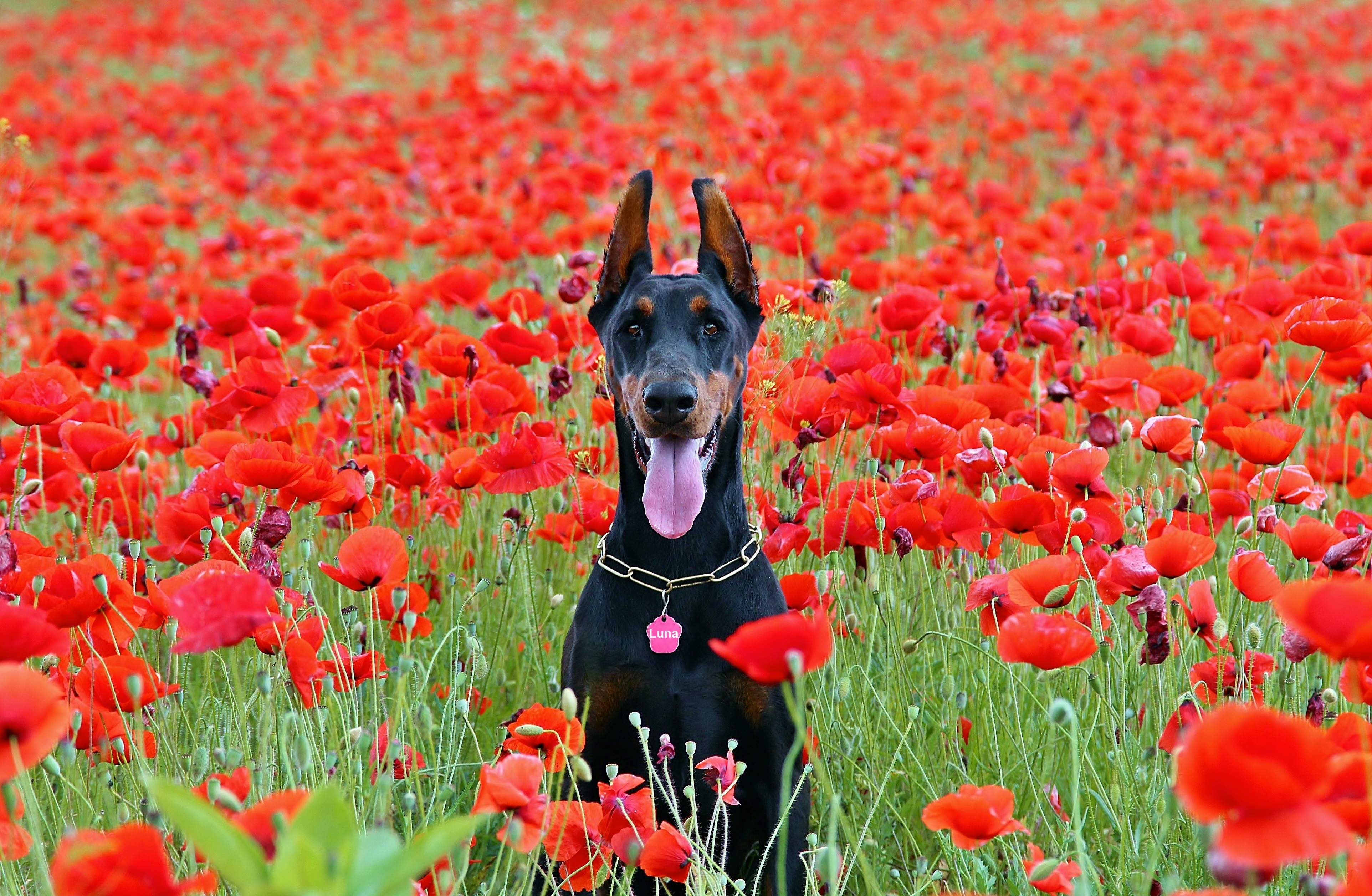 poppy, animal, doberman pinscher, dog, field, flower, dogs