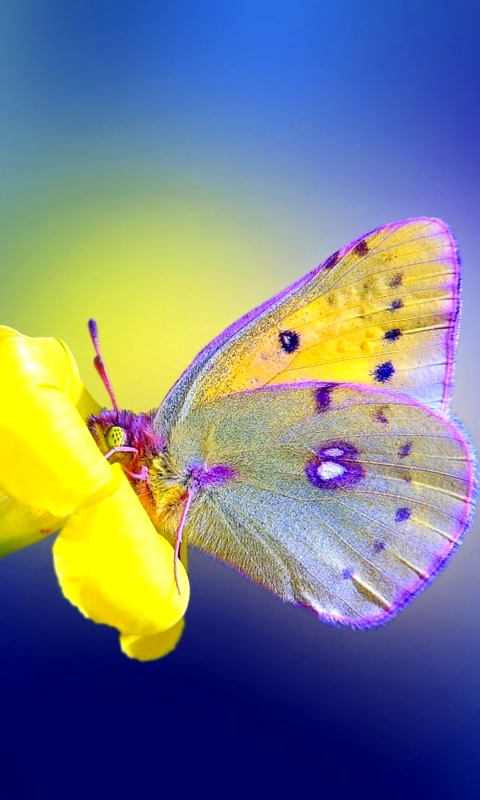 Скачати мобільні шпалери Квітка, Метелик, Тварина безкоштовно.