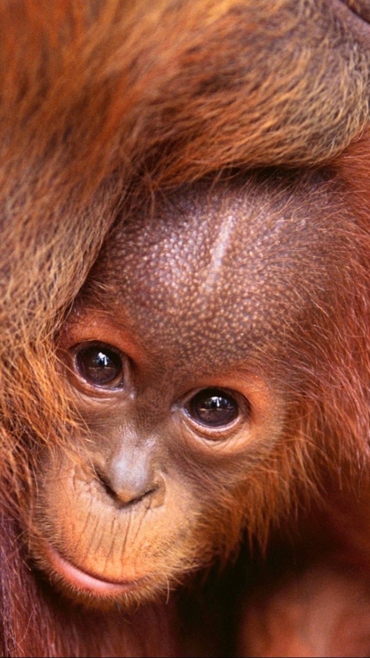 Download mobile wallpaper Orangutan, Monkeys, Animal for free.