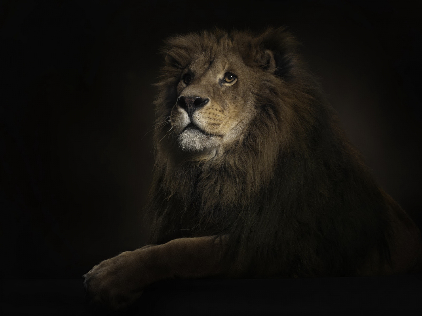 lions, black, animals 4K Ultra