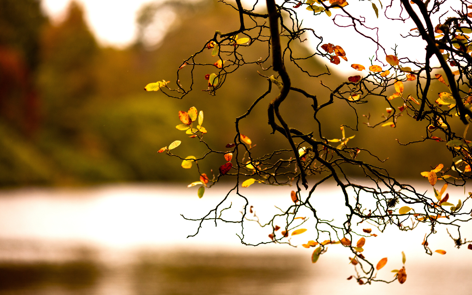Laden Sie das Herbst, Erde/natur-Bild kostenlos auf Ihren PC-Desktop herunter