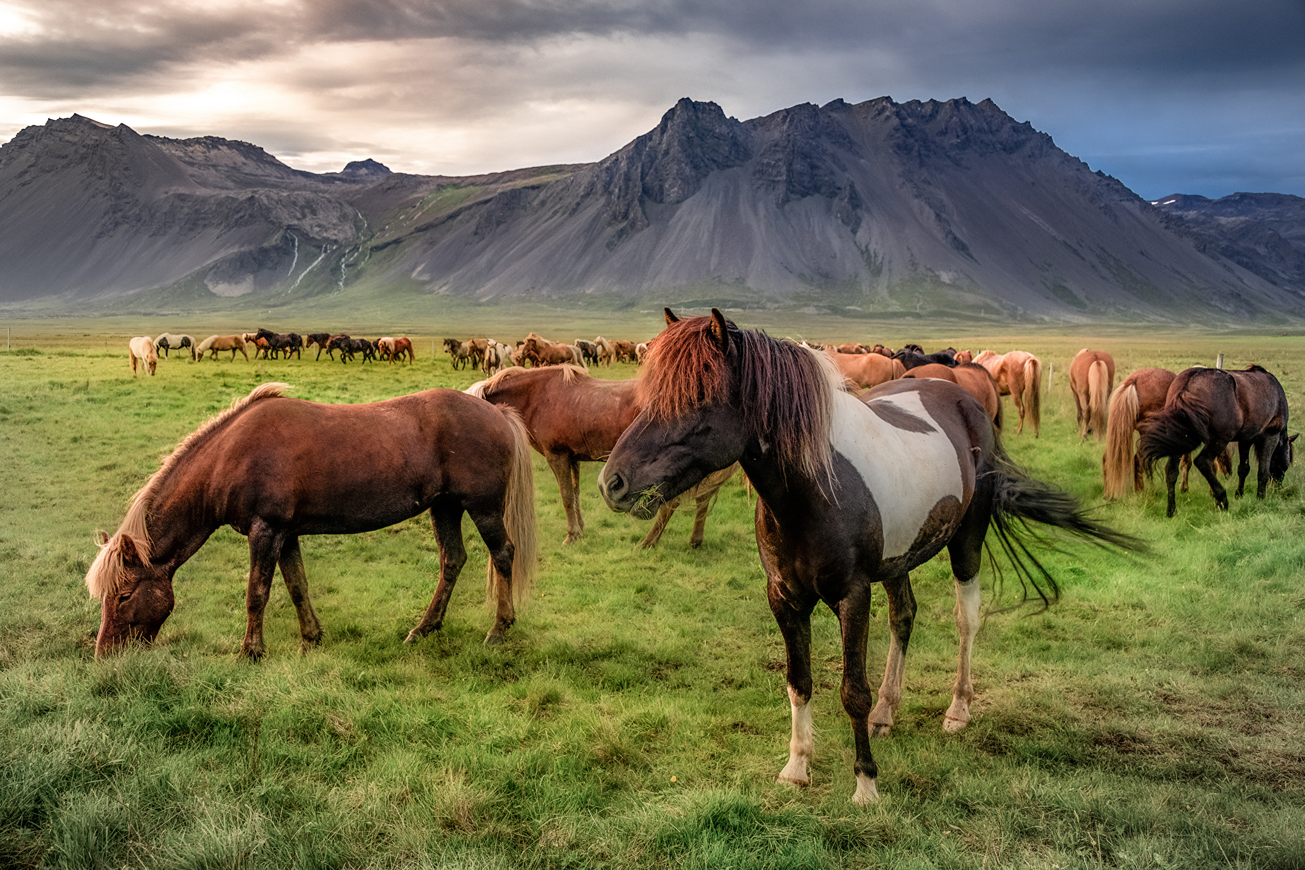 無料モバイル壁紙動物, 馬, アイスランドをダウンロードします。