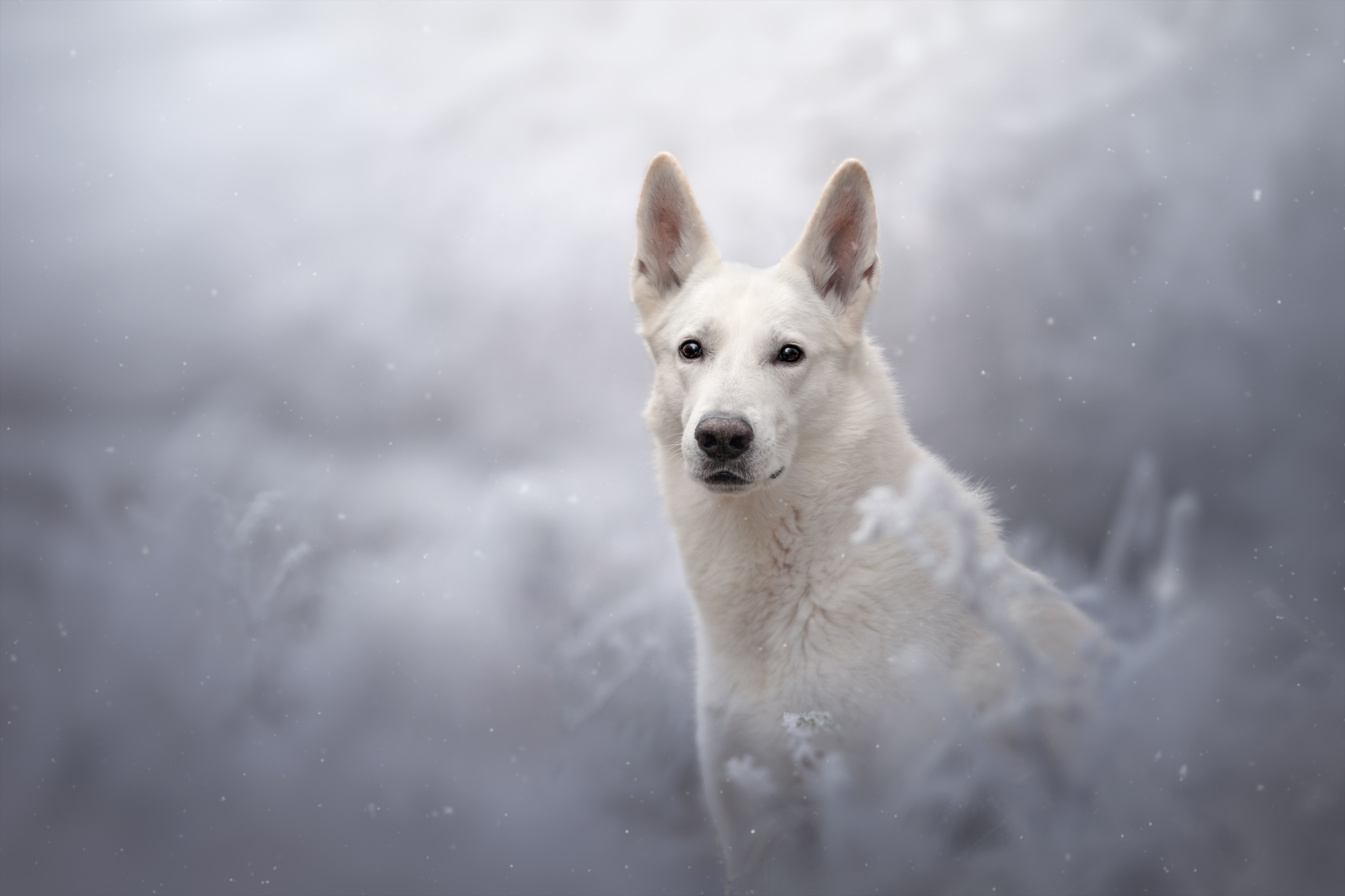 Download mobile wallpaper Dog, Animal, Swiss Shepherd for free.