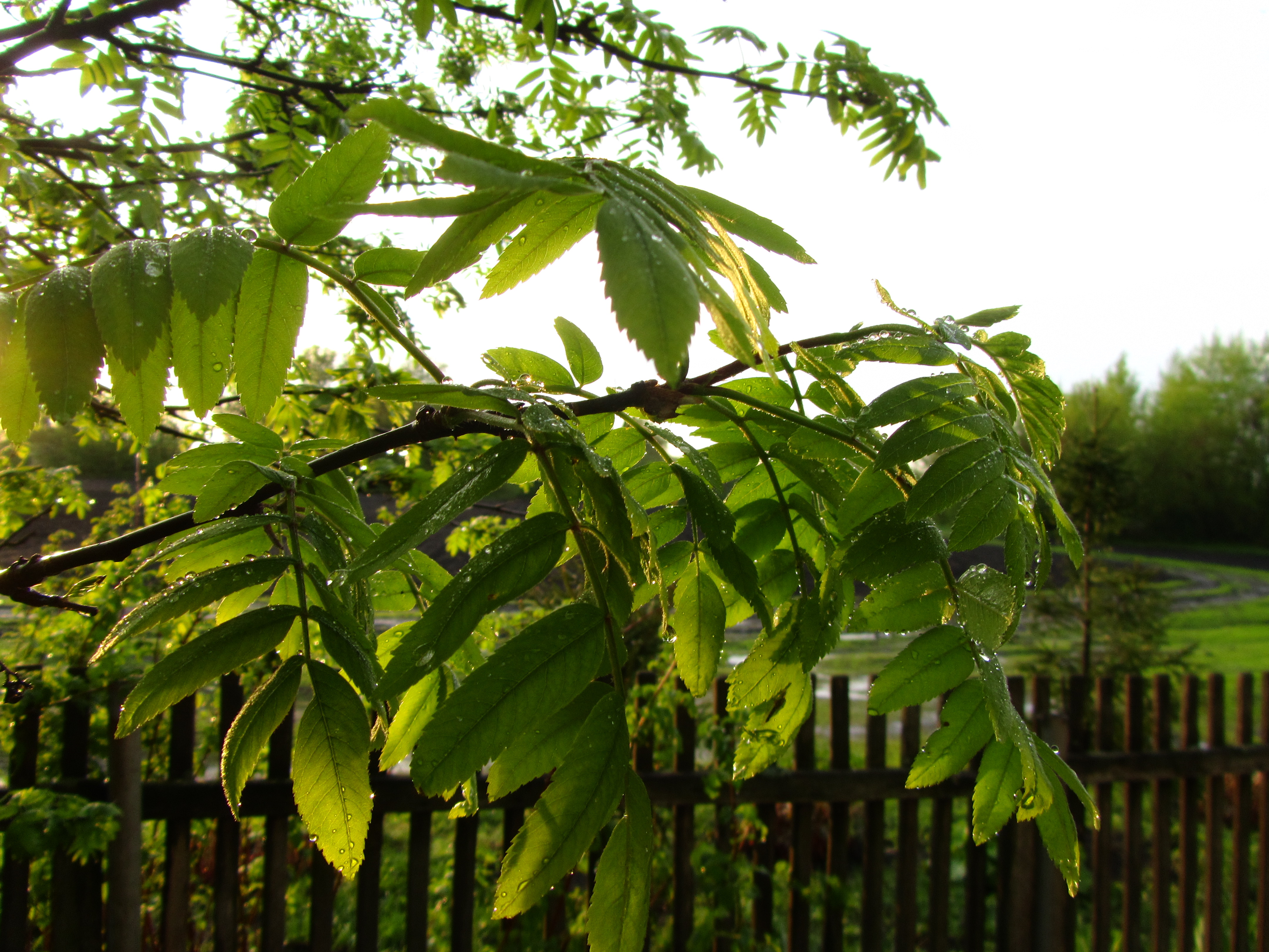 Descarga gratis la imagen Hoja, Tierra/naturaleza en el escritorio de tu PC