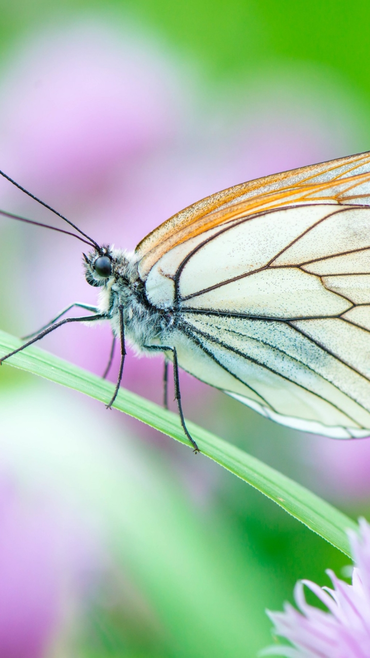 Descarga gratuita de fondo de pantalla para móvil de Animales, Mariposa.