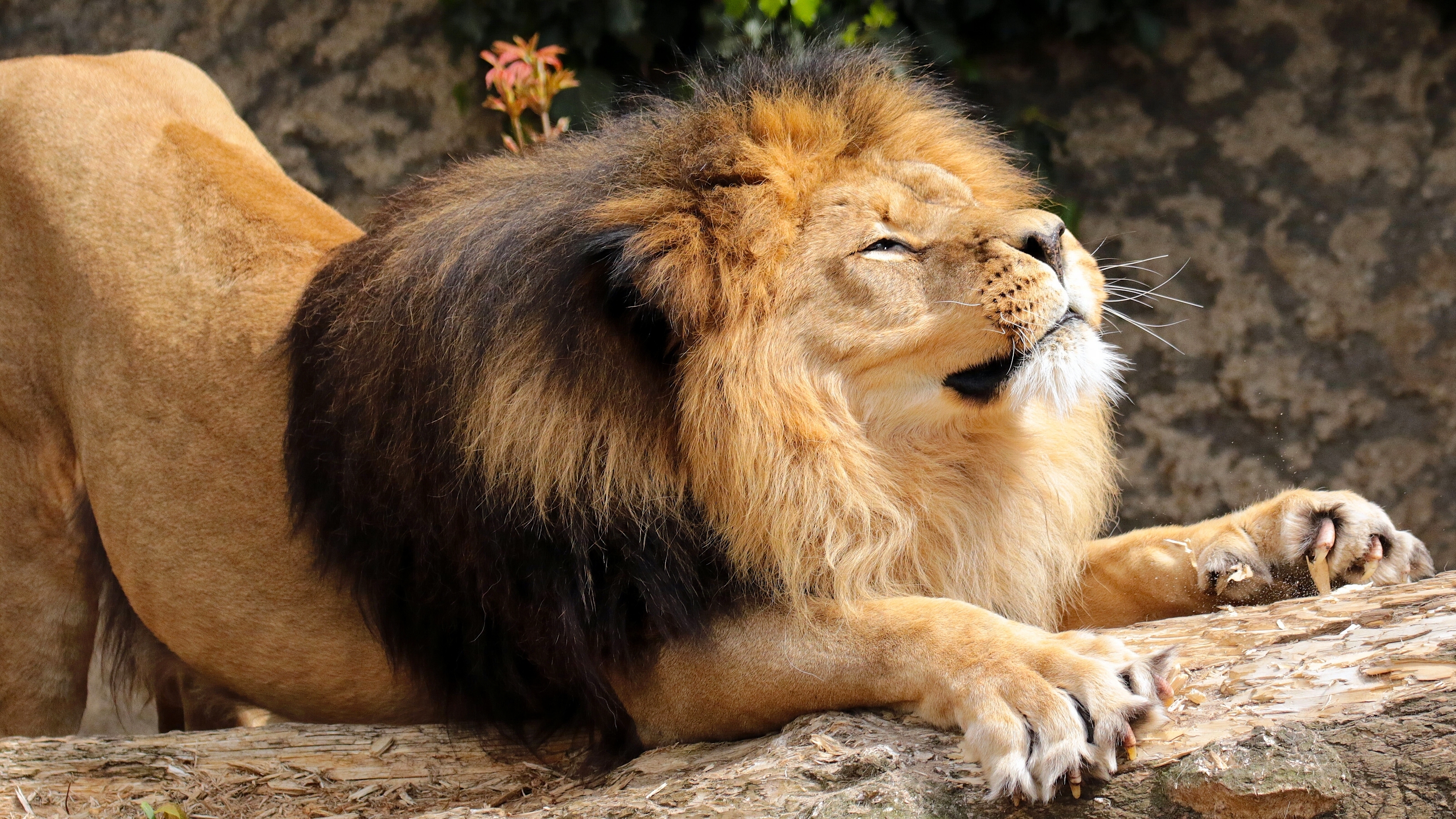 134184 descargar imagen animales, un leon, león, depredador, melena, elasticidad, estirarse: fondos de pantalla y protectores de pantalla gratis