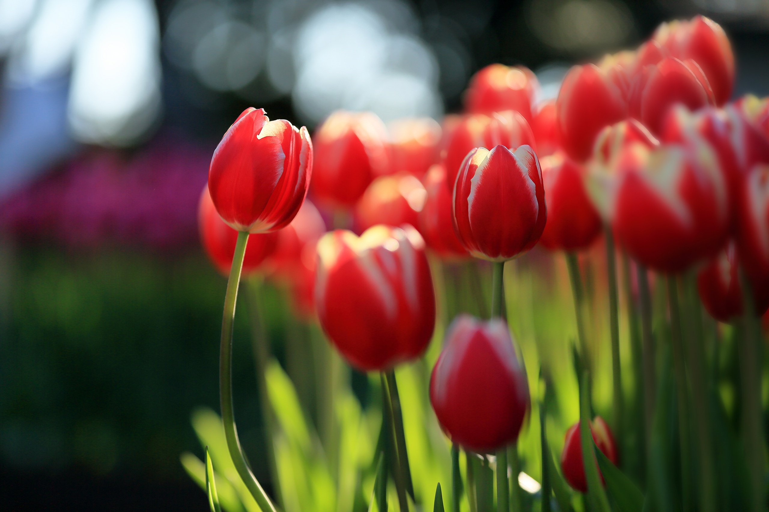 無料モバイル壁紙赤い花, チューリップ, フラワーズ, 自然, 花, 地球をダウンロードします。