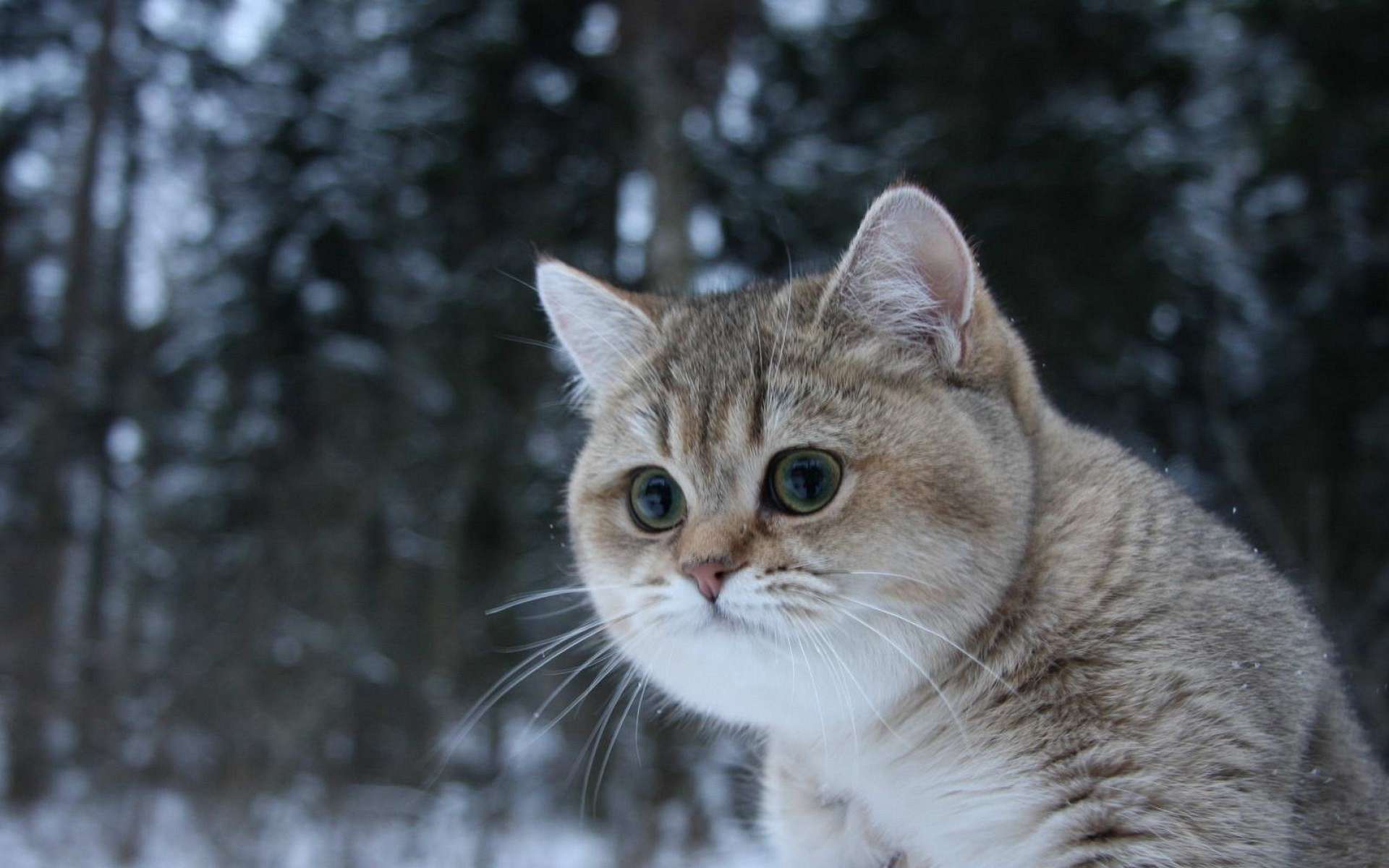 Baixe gratuitamente a imagem Gato, Gatos, Animais na área de trabalho do seu PC