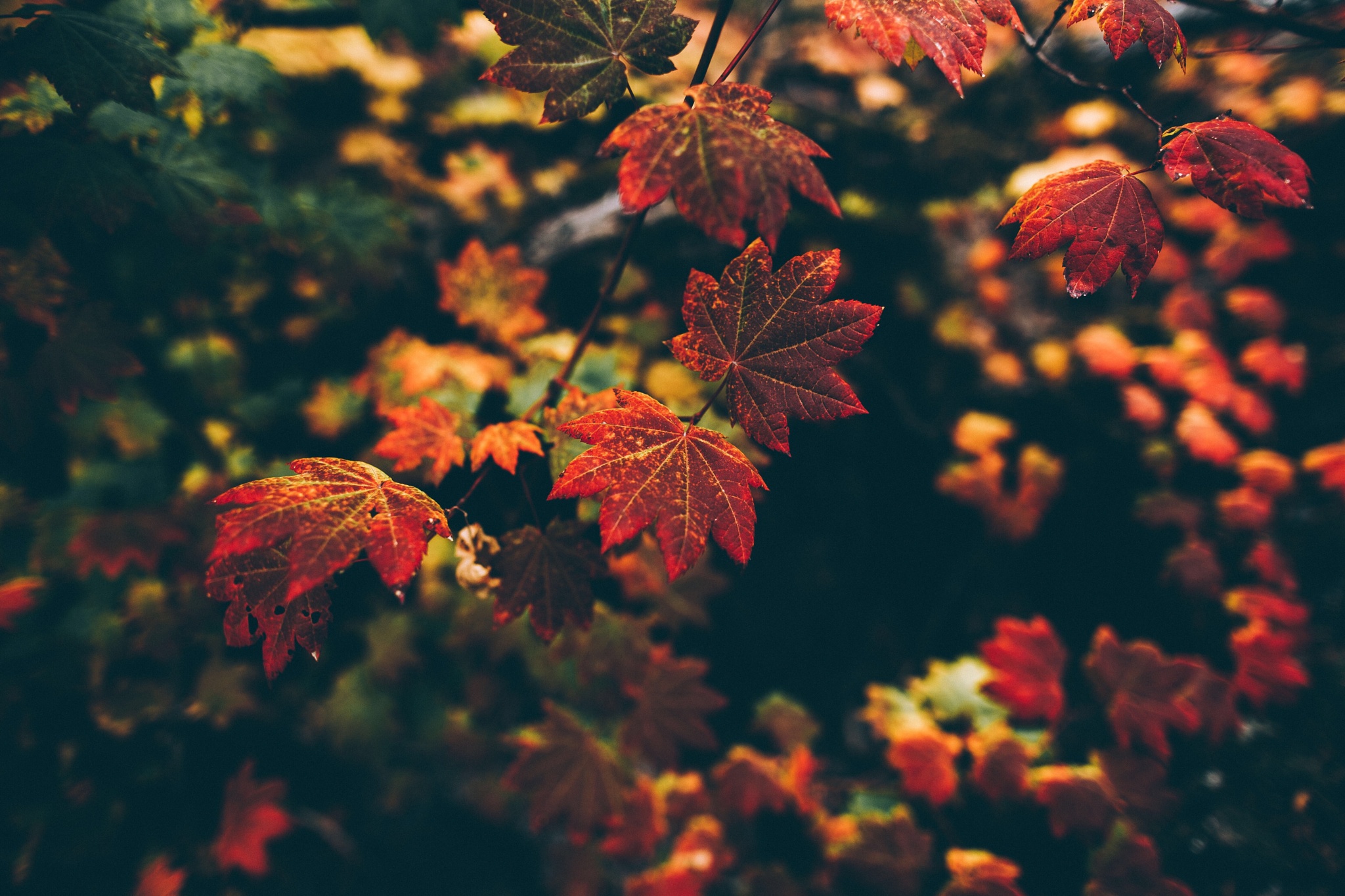 無料モバイル壁紙自然, 秋, 葉, ブランチ, 地球をダウンロードします。