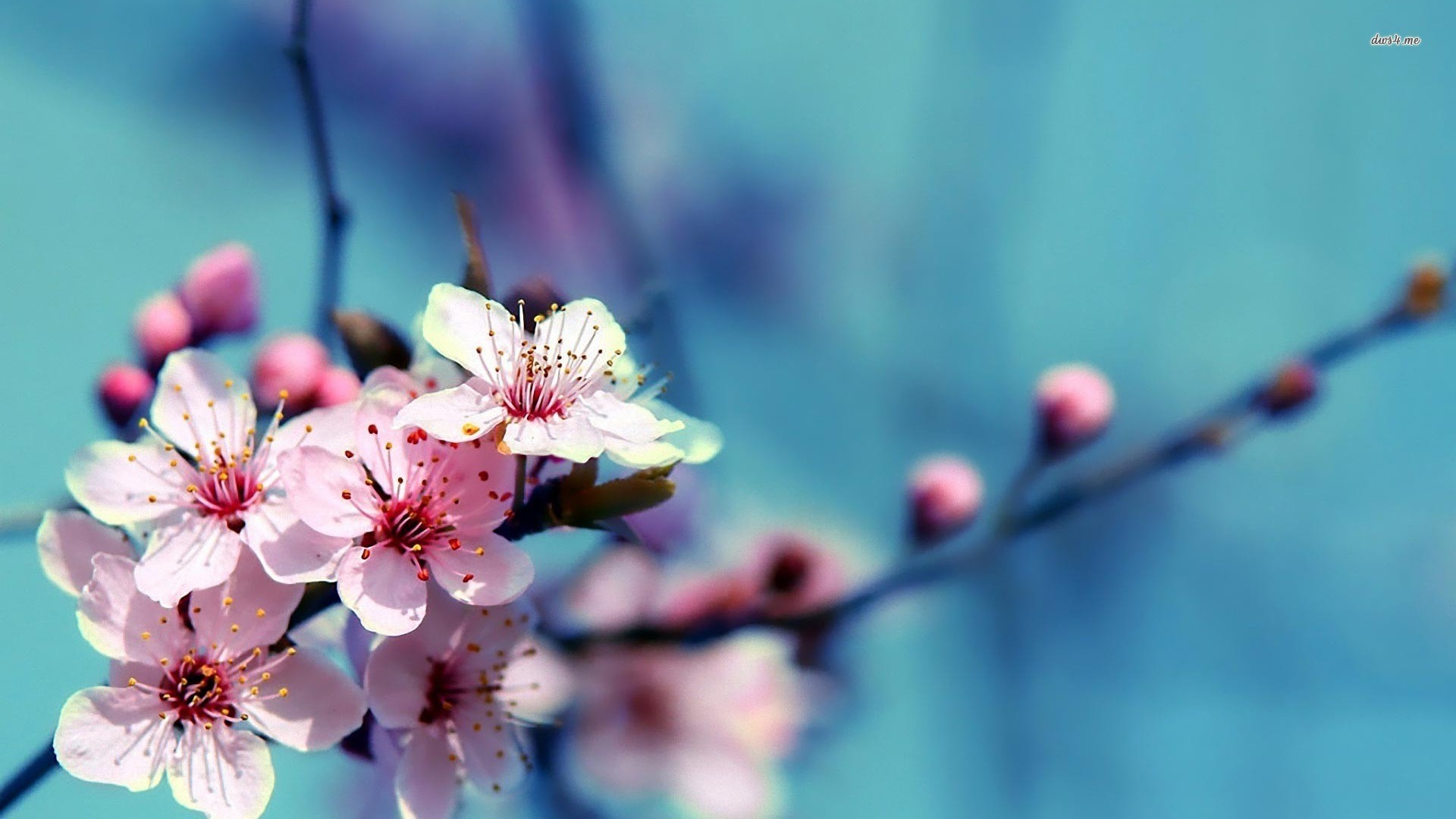 Baixar papel de parede para celular de Flores, Floração, Primavera, Flor De Cerejeira, Terra/natureza gratuito.