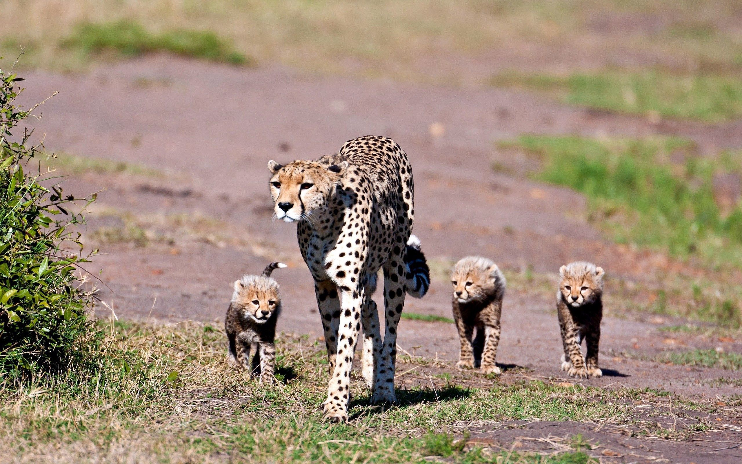 59602 Bild herunterladen leopards, tiere, bummel, spaziergang, die familie, familie - Hintergrundbilder und Bildschirmschoner kostenlos