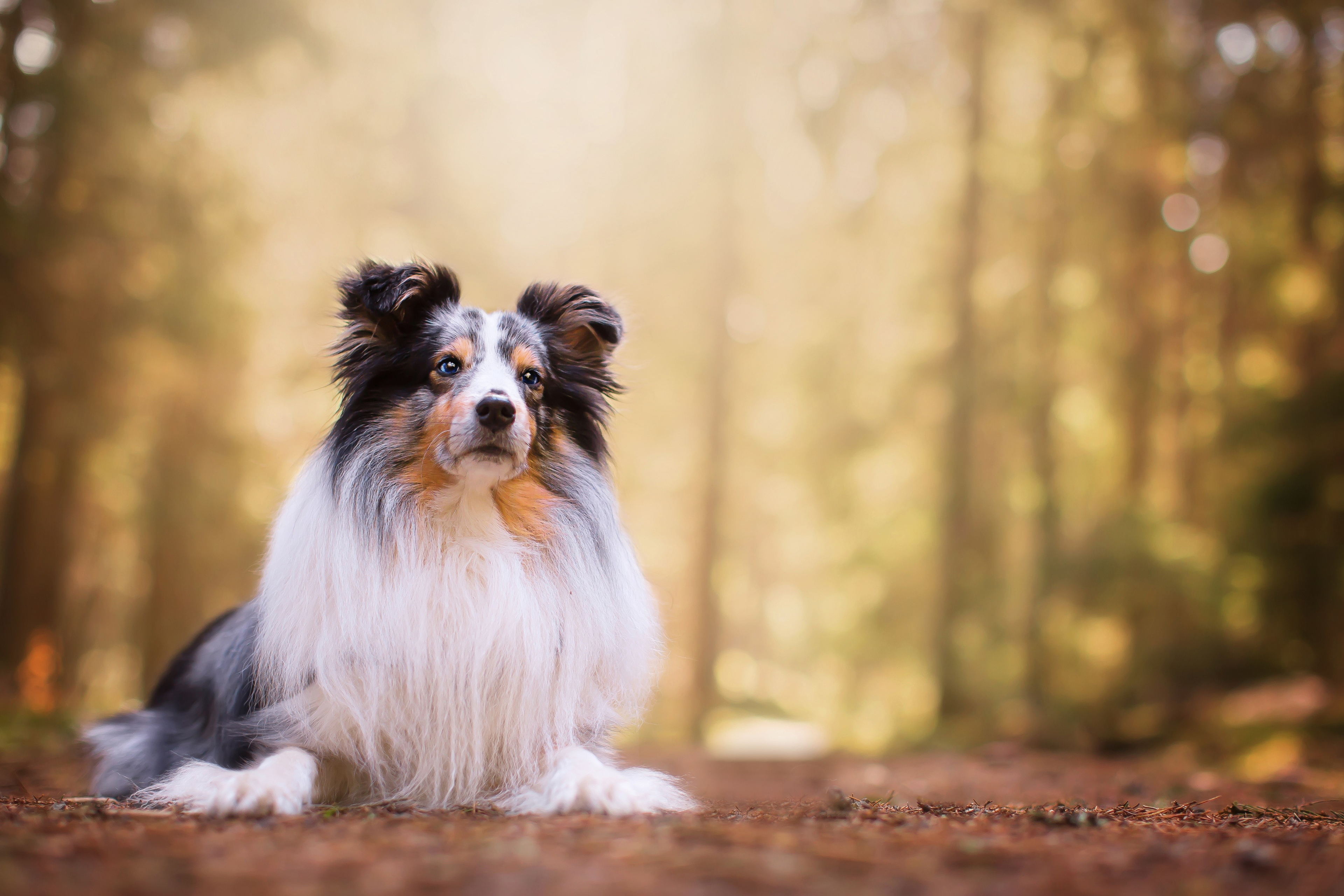 Laden Sie das Tiere, Hunde, Shetland Schäferhund-Bild kostenlos auf Ihren PC-Desktop herunter