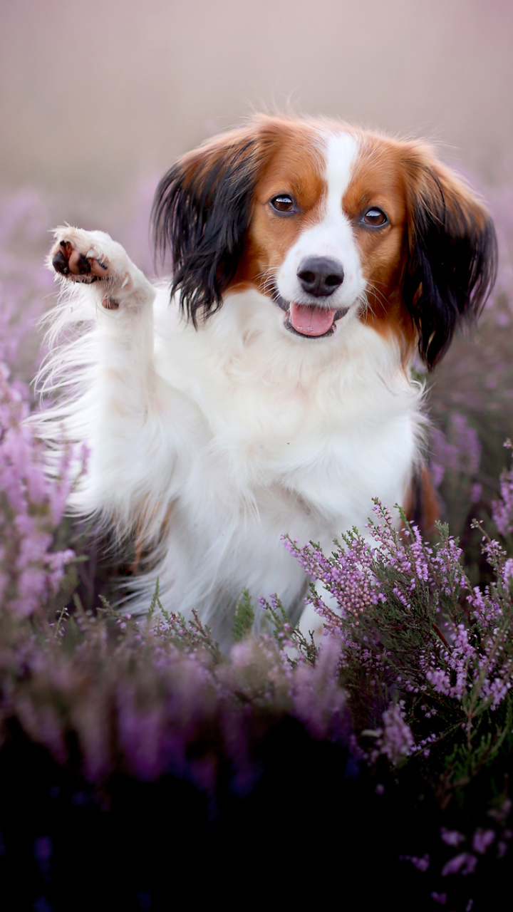 Handy-Wallpaper Tiere, Hunde, Hund, Lavendel, Lila Blume kostenlos herunterladen.