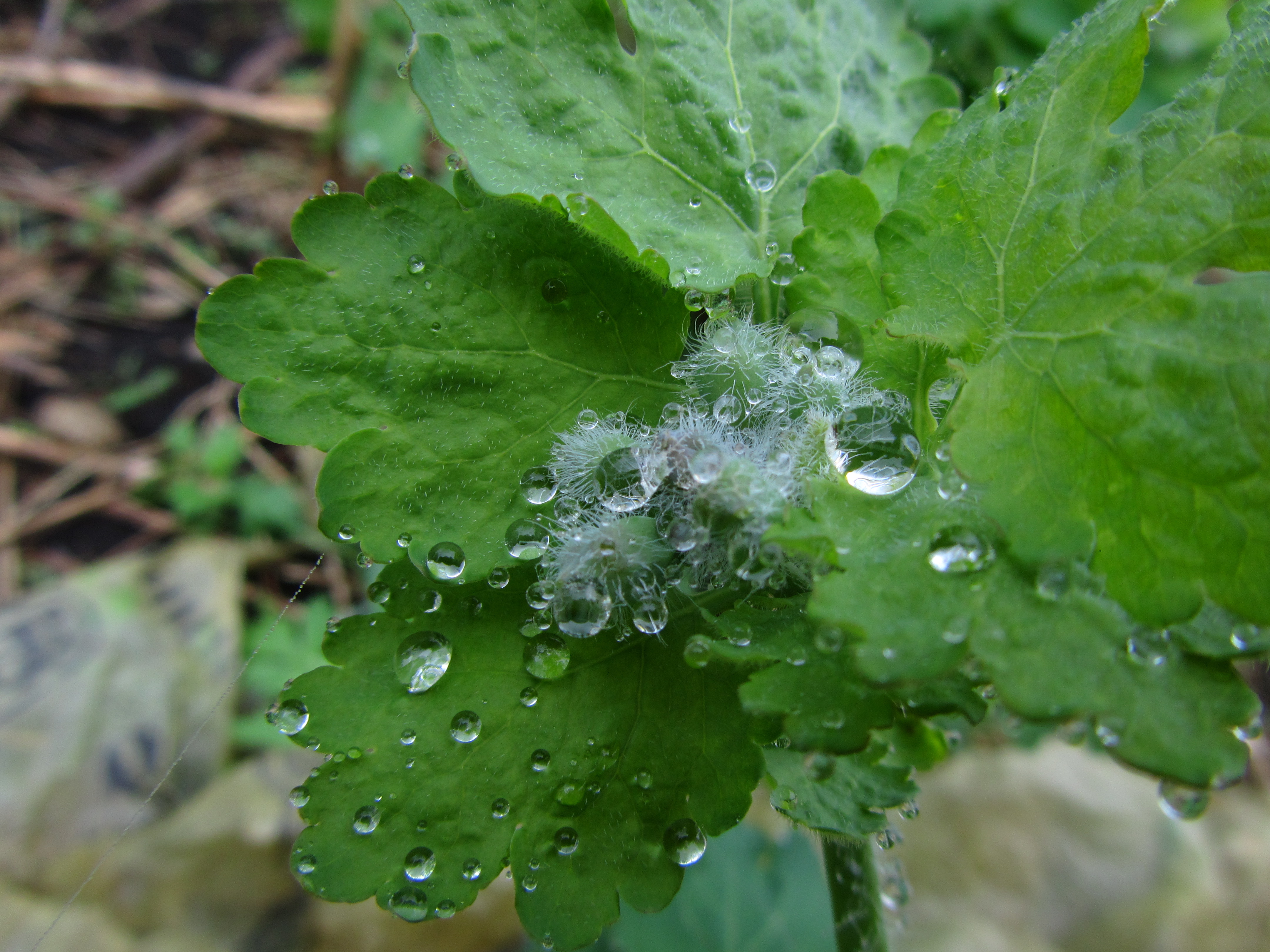 Free download wallpaper Water Drop, Earth on your PC desktop