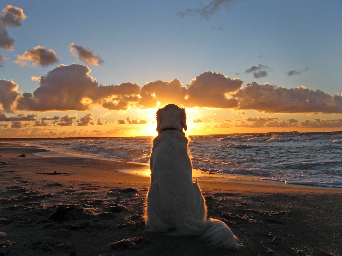 Скачать картинку Собаки, Солнце, Пейзаж, Пляж, Животные, Море в телефон бесплатно.