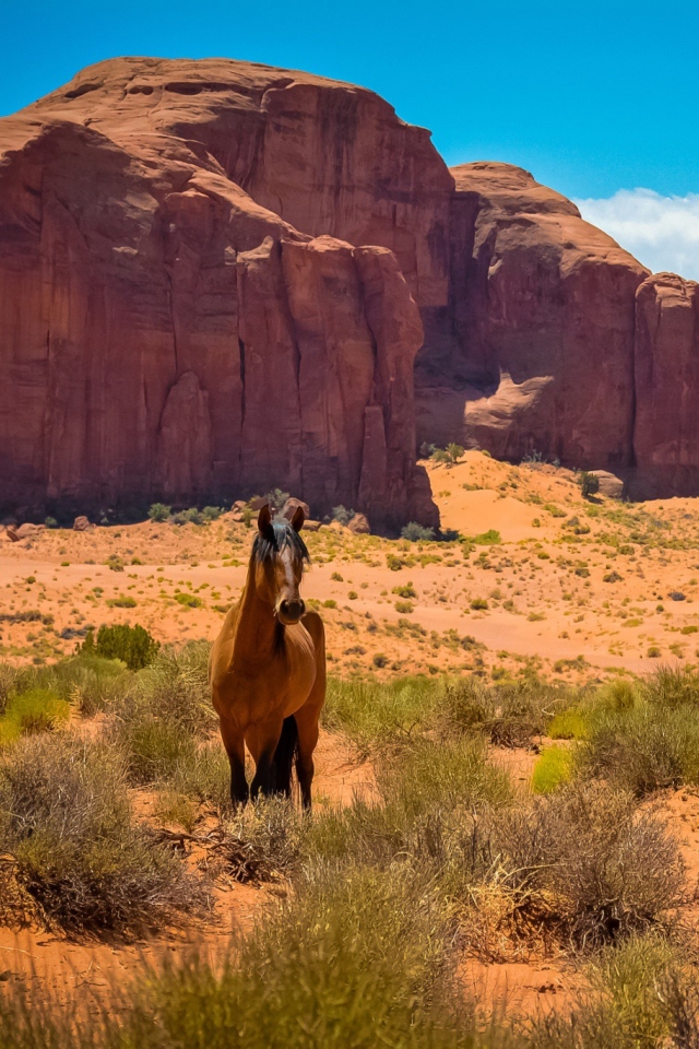 Скачати мобільні шпалери Пустеля, Скеля, Тварина, Кінь безкоштовно.