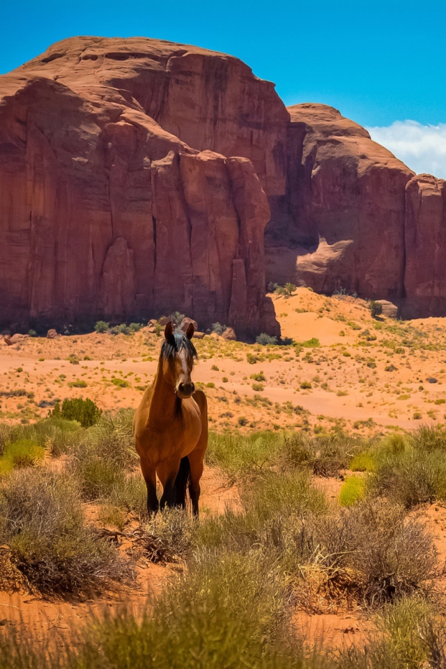 Handy-Wallpaper Tiere, Wüste, Cliff, Klippe, Steppe, Hauspferd kostenlos herunterladen.