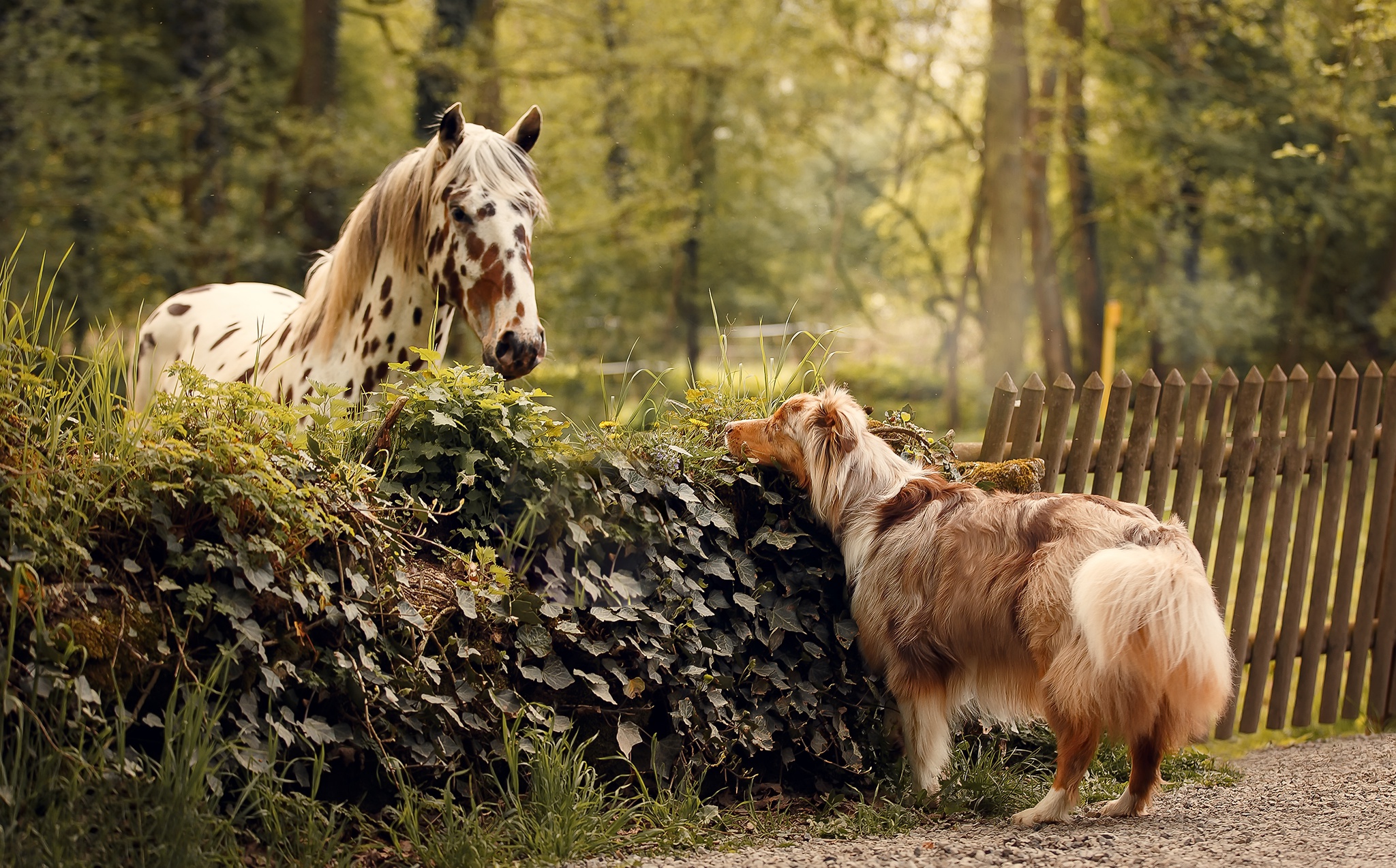 PCデスクトップに動物, 馬, 犬, オーストラリアン シェパード画像を無料でダウンロード