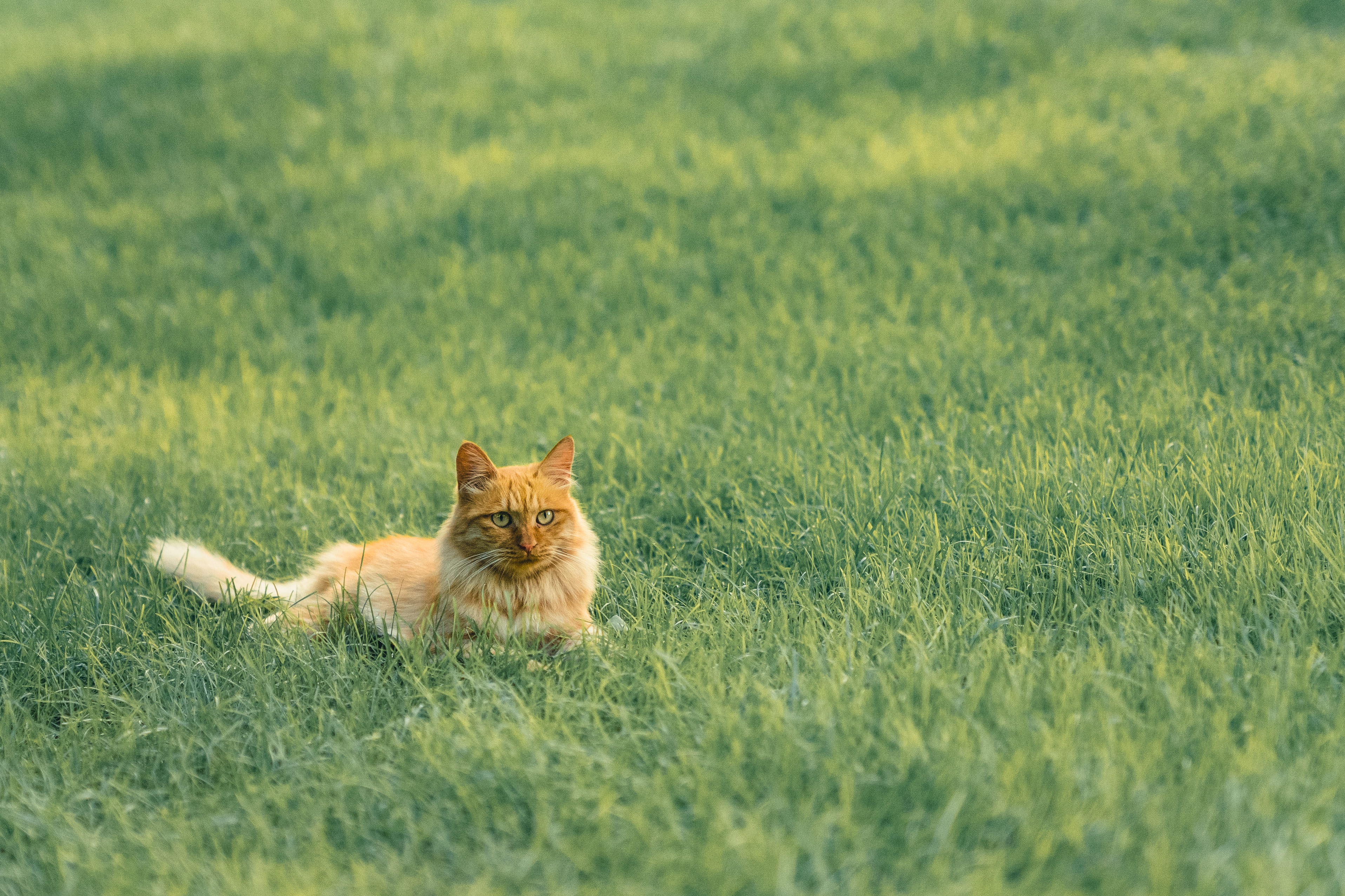 Laden Sie das Grass, Haustier, Rothaarige, Tiere, Der Kater, Flauschige, Katze-Bild kostenlos auf Ihren PC-Desktop herunter