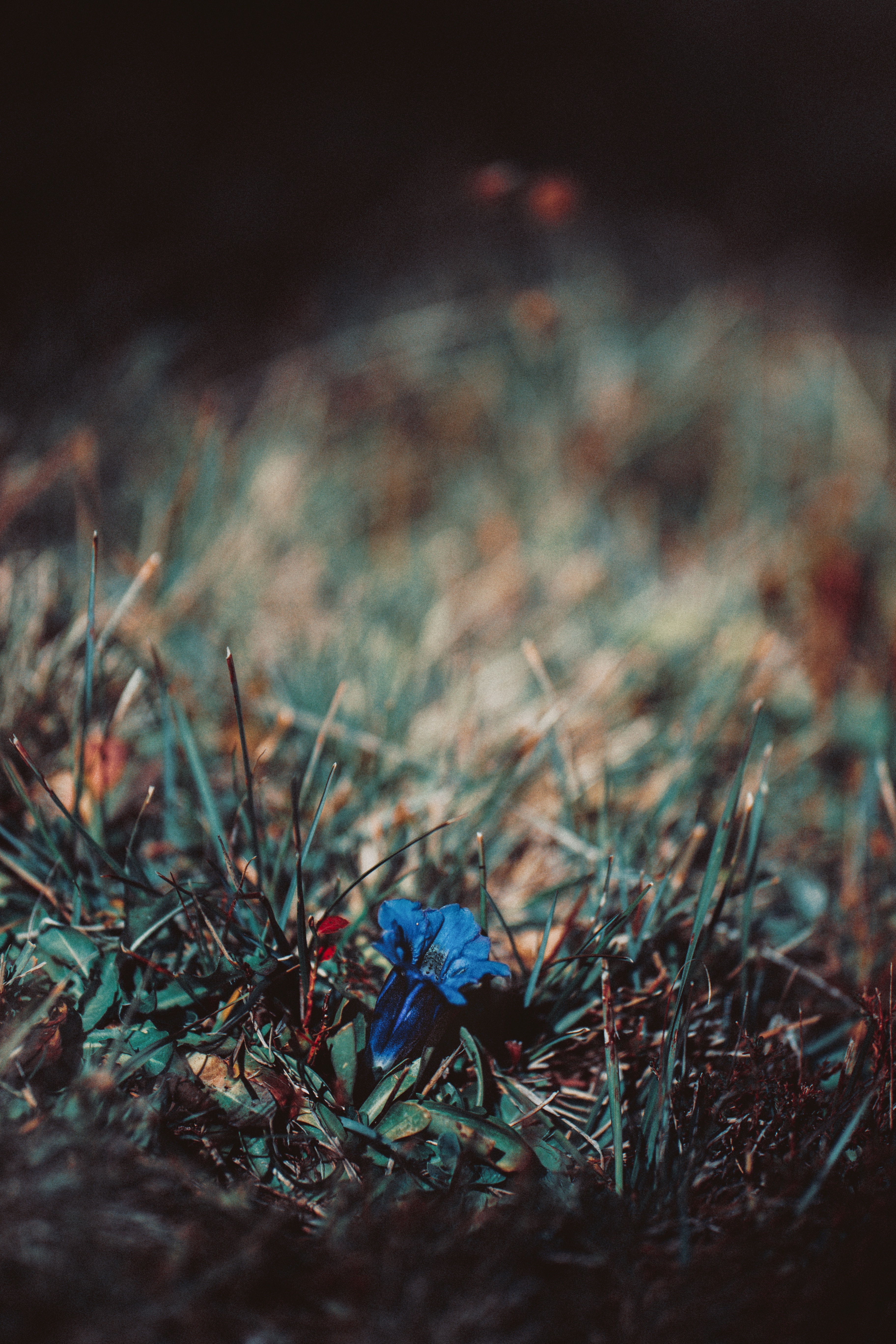 Download mobile wallpaper Grass, Macro, Flower, Smooth, Blur for free.