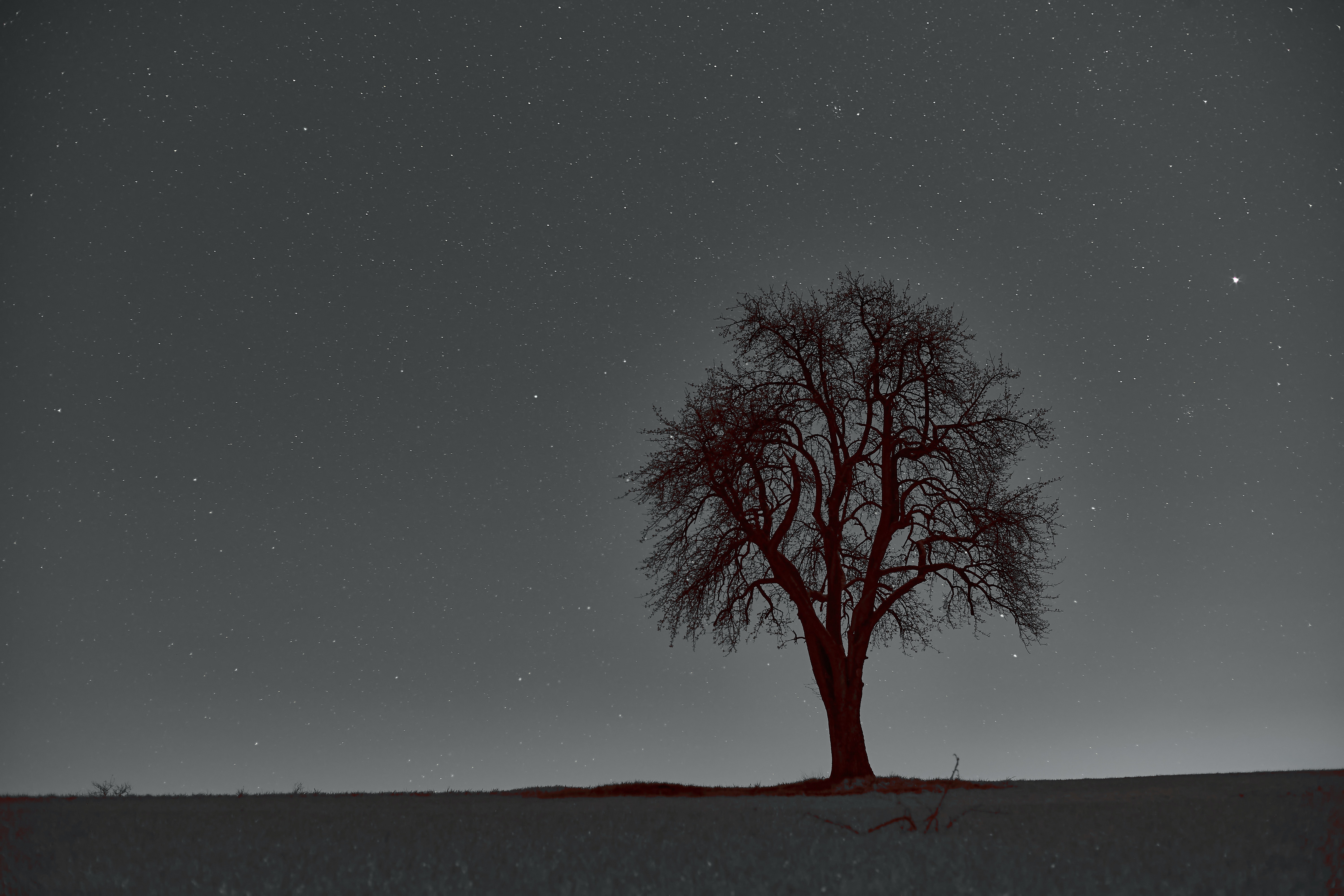 night, nature, branches, stars, horizon, wood, tree, starry sky