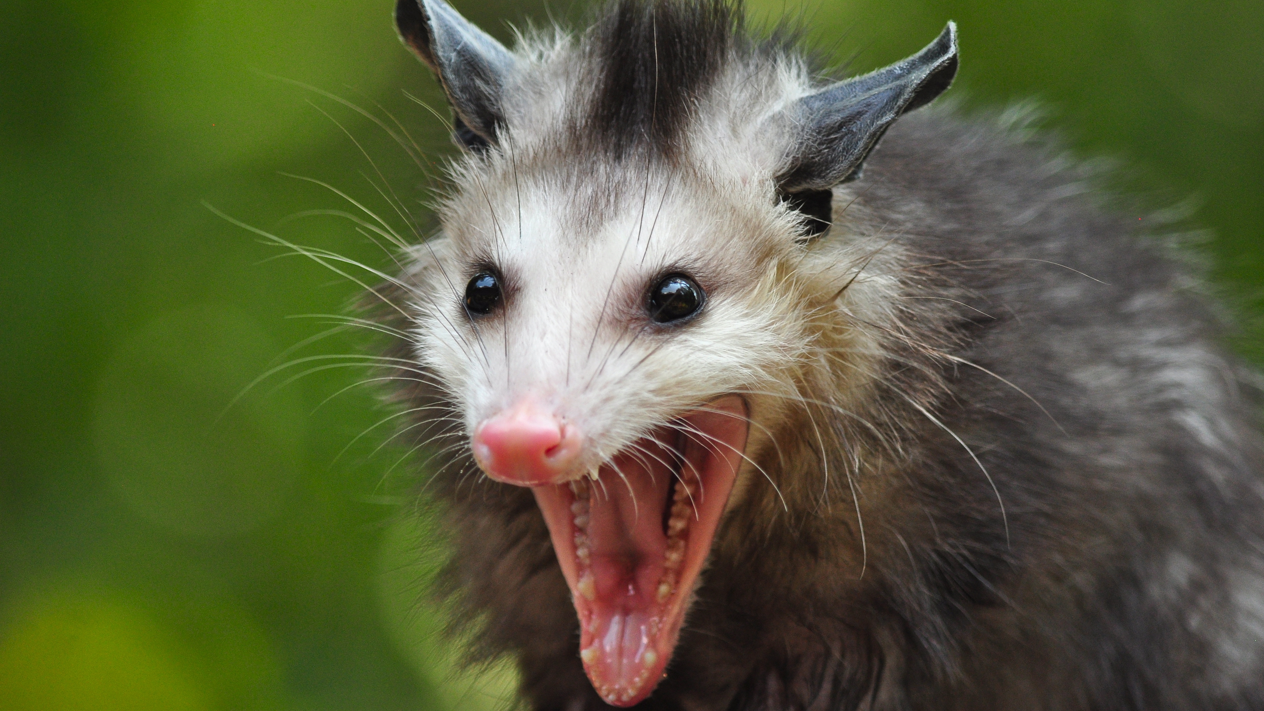 676587 télécharger l'image opossum, animaux - fonds d'écran et économiseurs d'écran gratuits