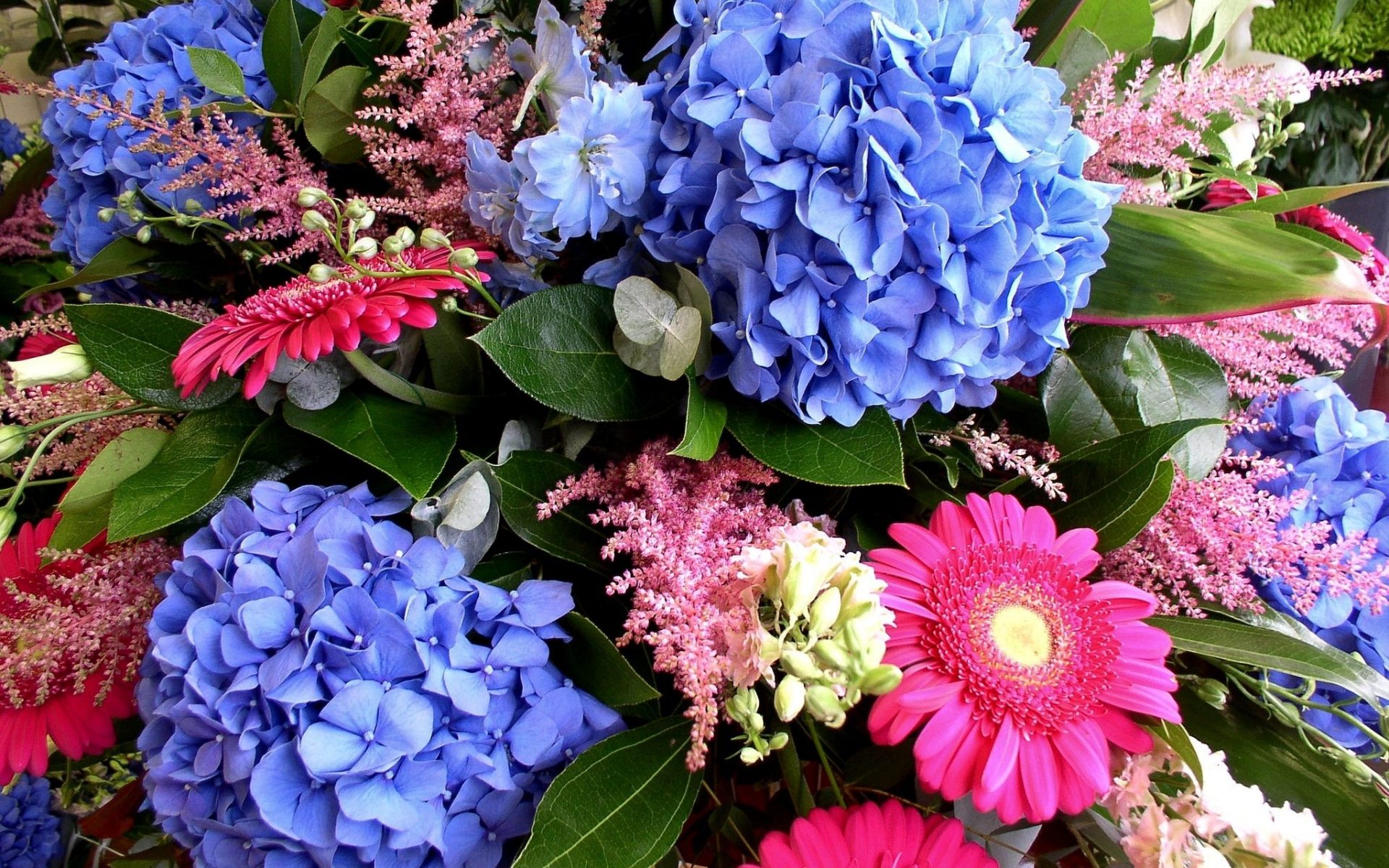 Descarga gratis la imagen Flores, Gerberas, Flor, Hoja, Colores, Vistoso, Primavera, Hortensia, Tierra/naturaleza en el escritorio de tu PC