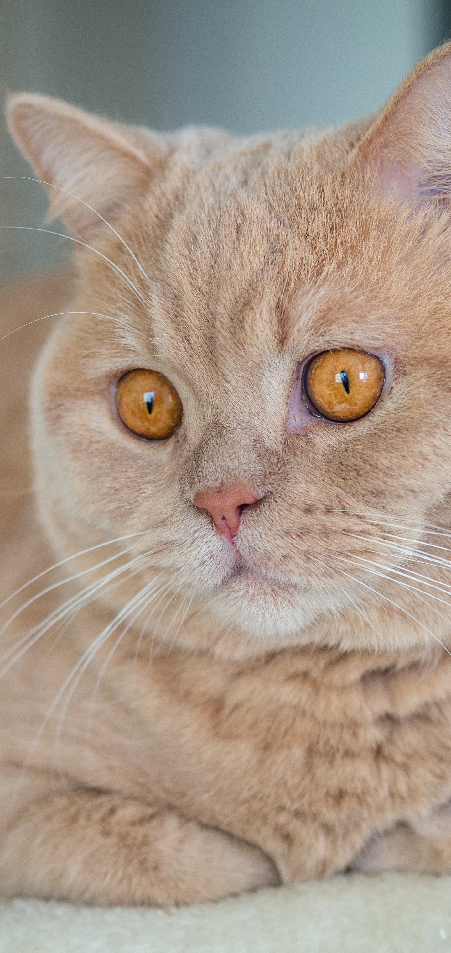 Laden Sie das Tiere, Katzen, Katze, Britisch Kurzhaar-Bild kostenlos auf Ihren PC-Desktop herunter
