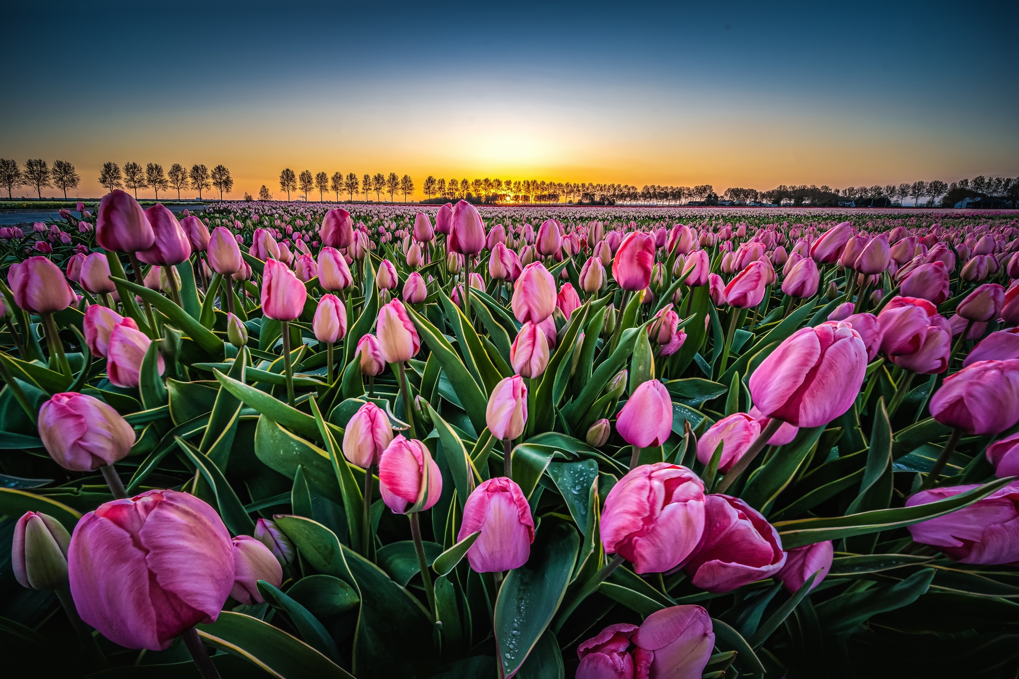 Descarga gratuita de fondo de pantalla para móvil de Flores, Flor, Campo, Tulipán, Países Bajos, Tierra/naturaleza.