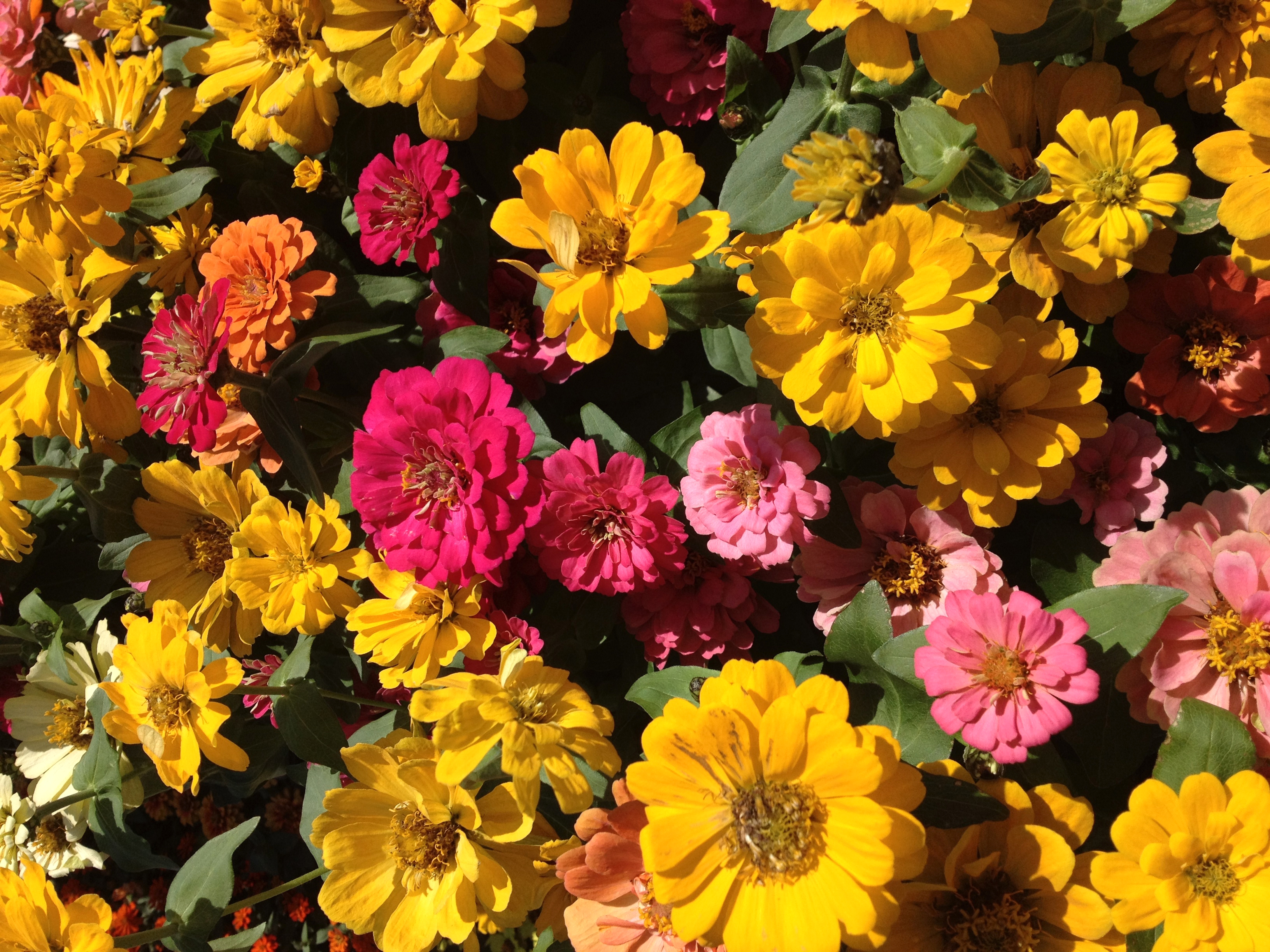 Free download wallpaper Flowers, Flower, Earth, Colors, Colorful, Yellow Flower, Pink Flower, Zinnea on your PC desktop
